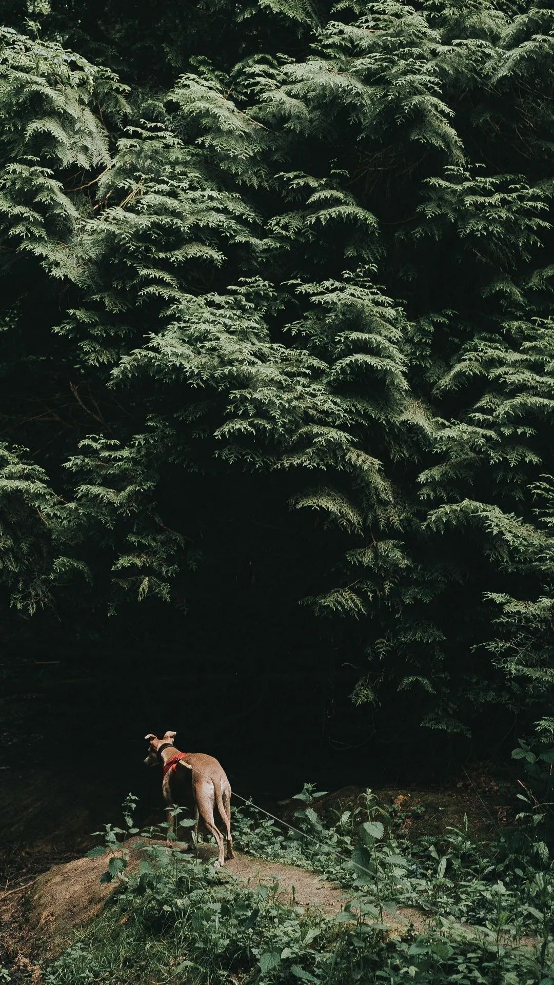 Dog in Forest Shadow - dog wallpaper for OpersCraft