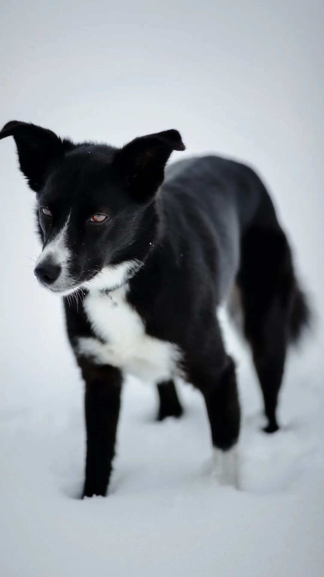 Dog in Winter Snow - dog wallpaper for OpersCraft