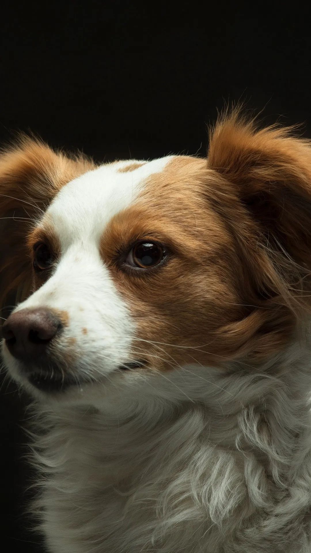 Dog Portrait Close-Up - dog wallpaper for OpersCraft
