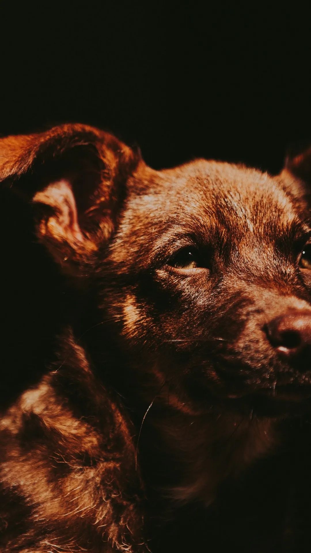 Dog Portrait in Shadow - dog wallpaper for OpersCraft