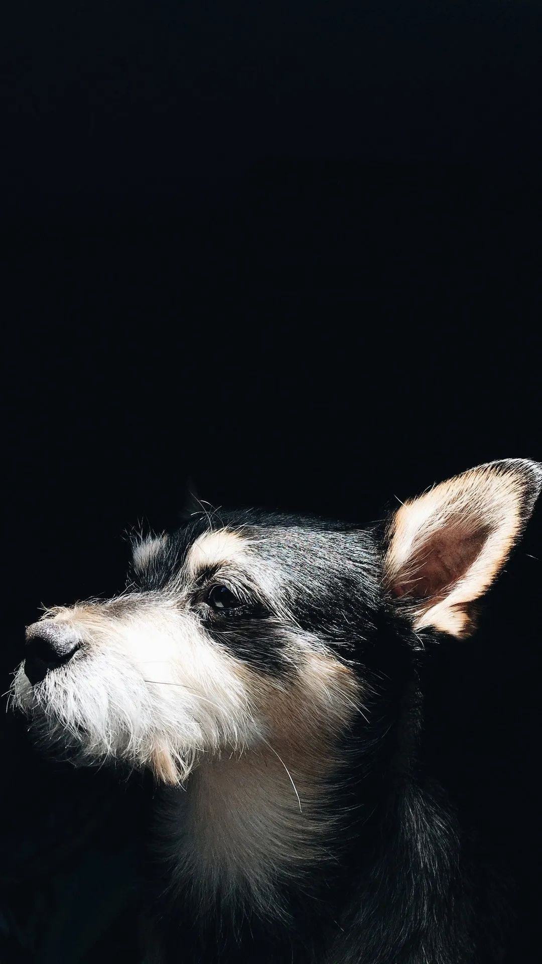 Dog Profile in Shadow - dog wallpaper for OpersCraft