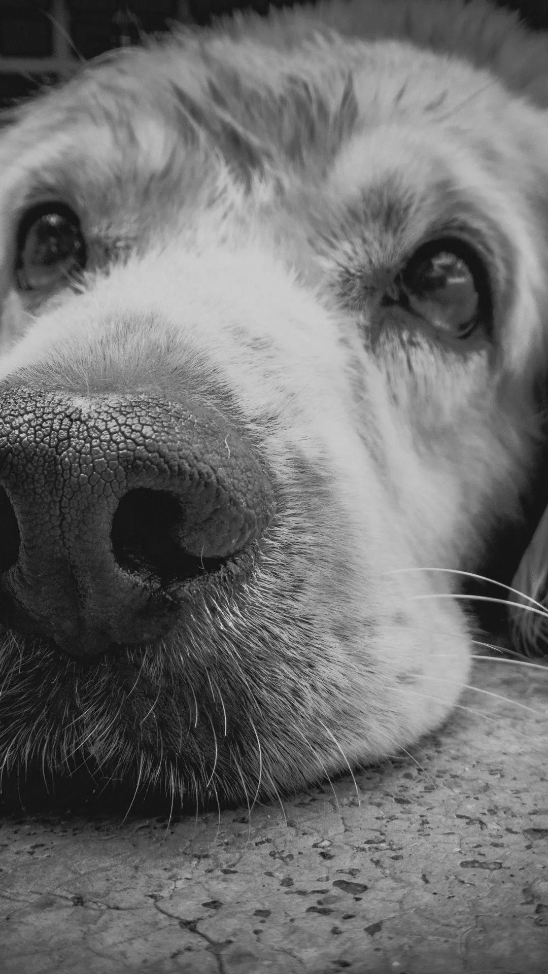 Dog's Gentle Gaze - dog wallpaper for OpersCraft