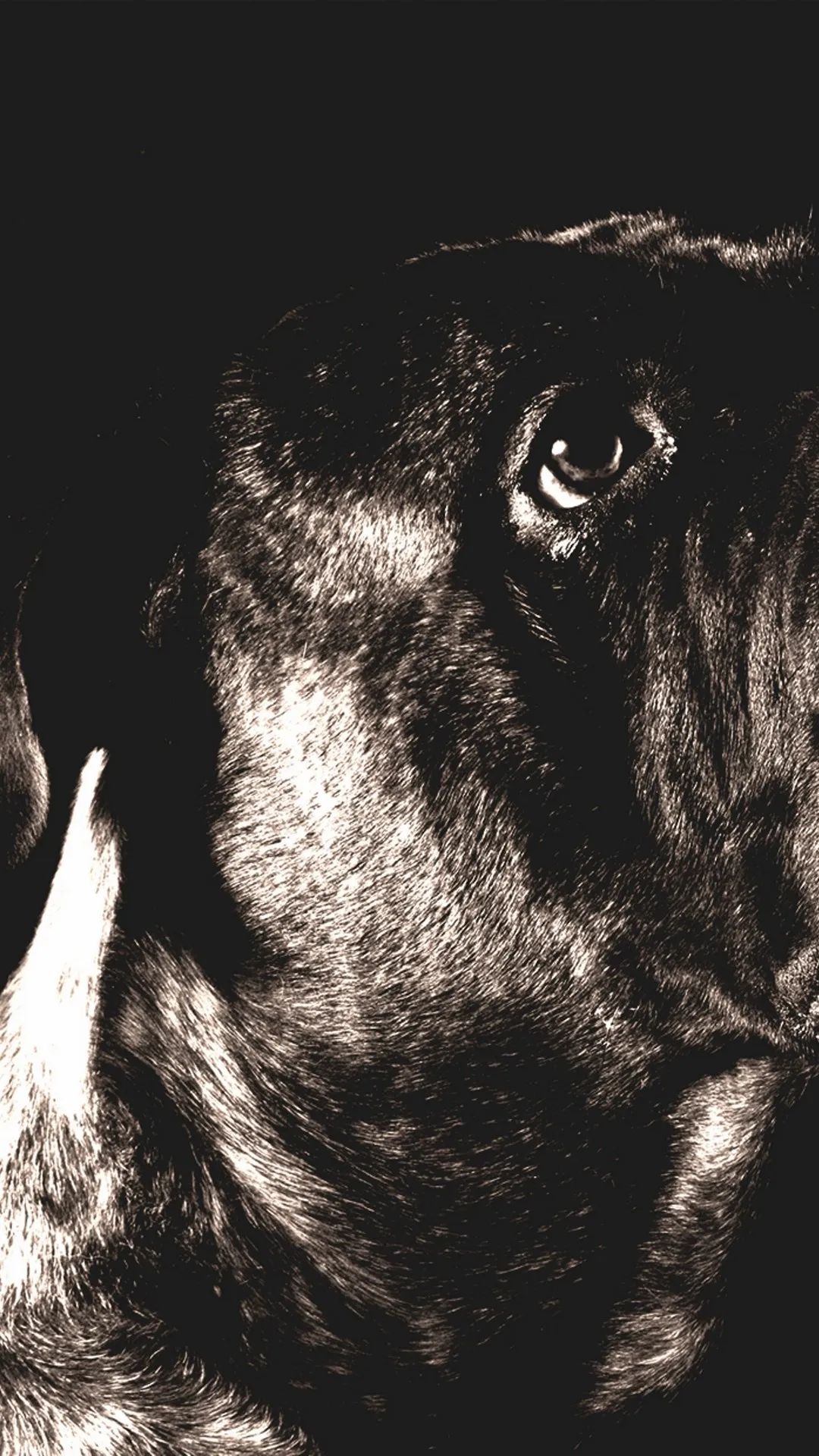 Dog's Intense Gaze - dog wallpaper for OpersCraft