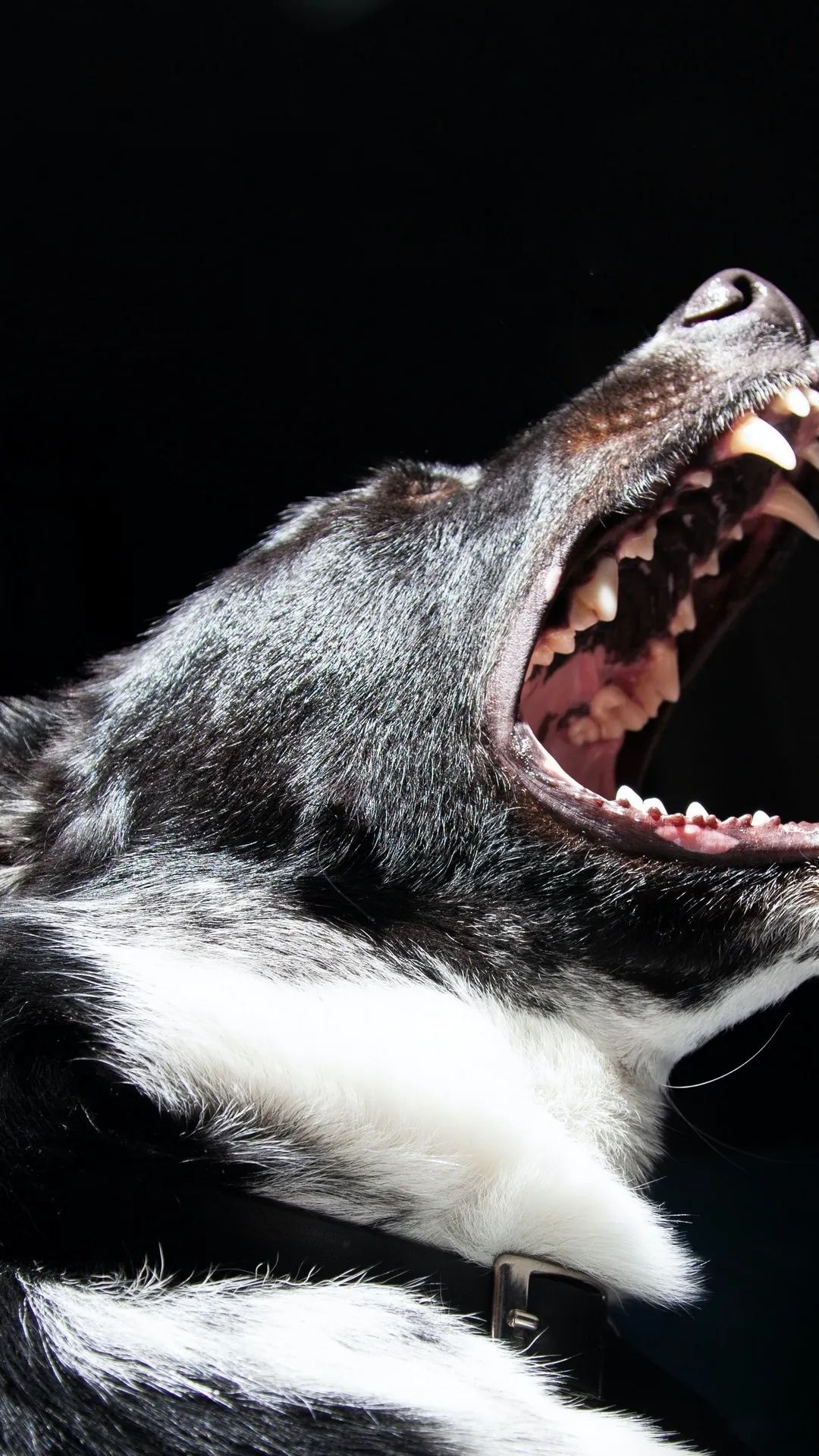 Dog's Open Mouth - dog wallpaper for OpersCraft