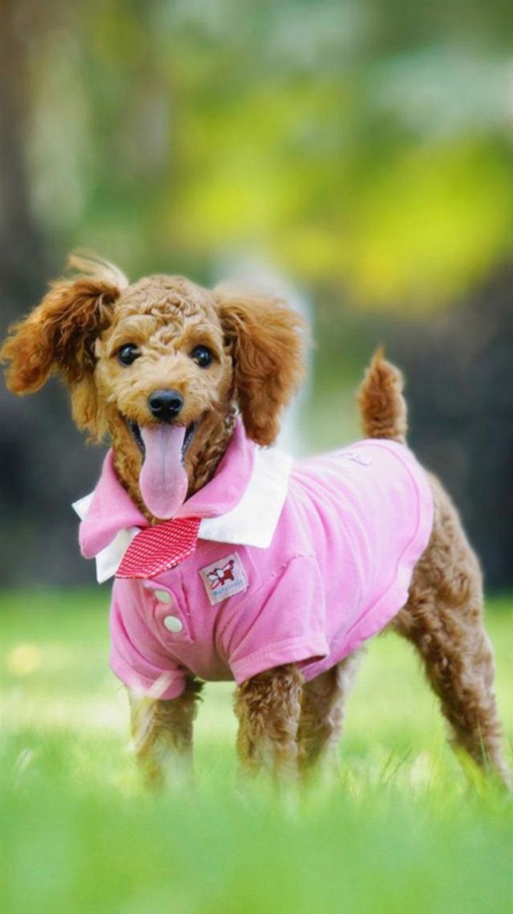 Dressed-Up Poodle Portrait - dog wallpaper for OpersCraft