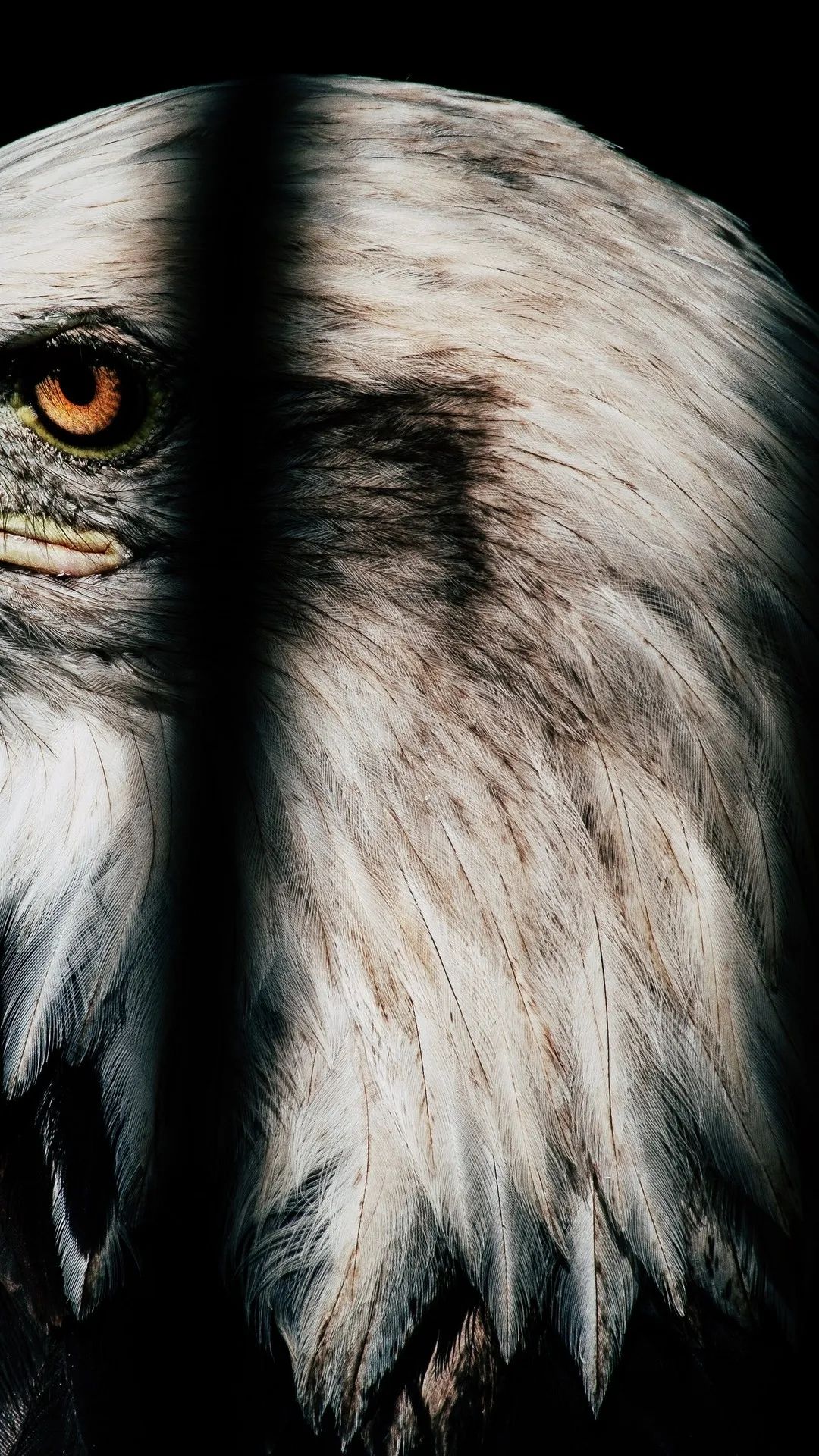 Eagle Eye Close-Up - eagle wallpaper for OpersCraft
