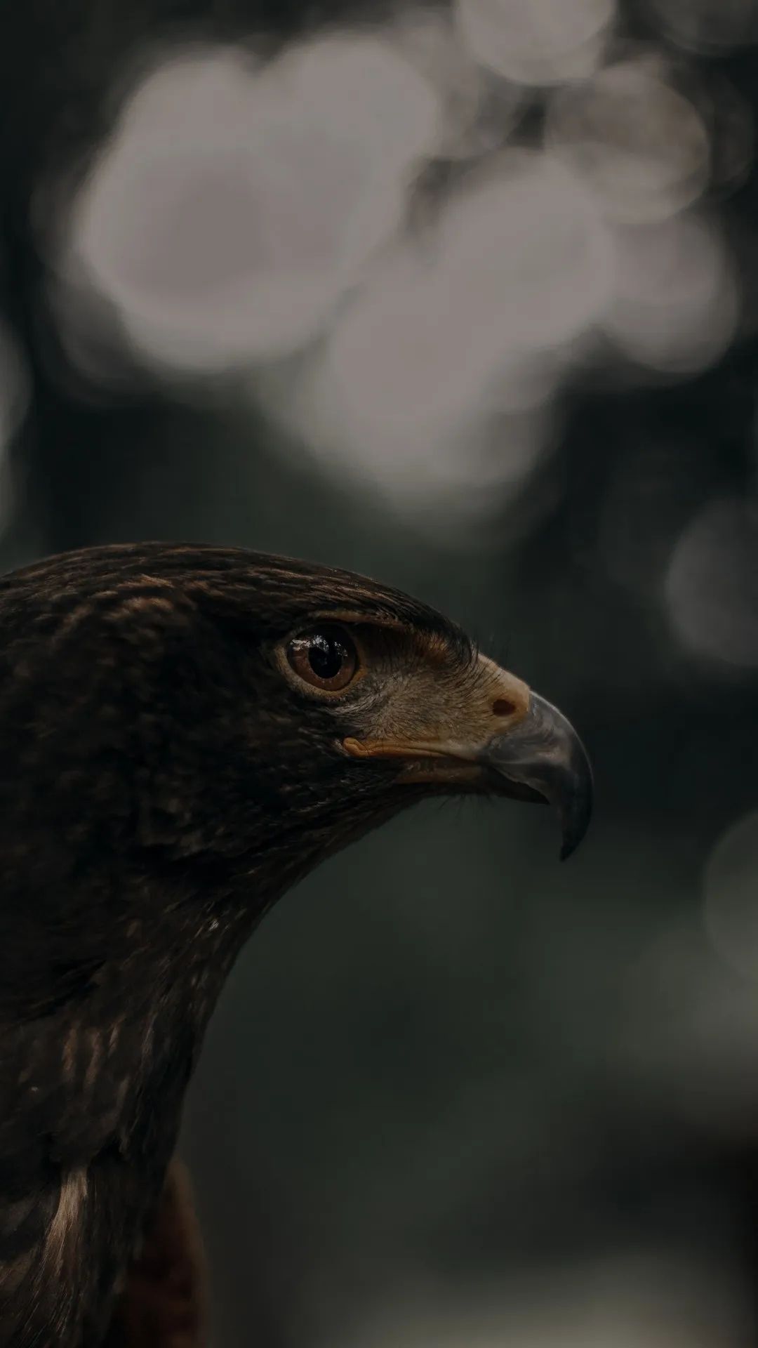 Eagle Eye Portrait - eagle wallpaper for OpersCraft