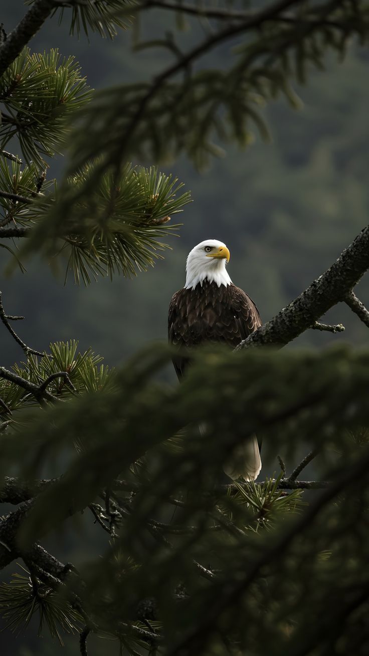 Eagle in Pine Branches - eagle wallpaper for OpersCraft