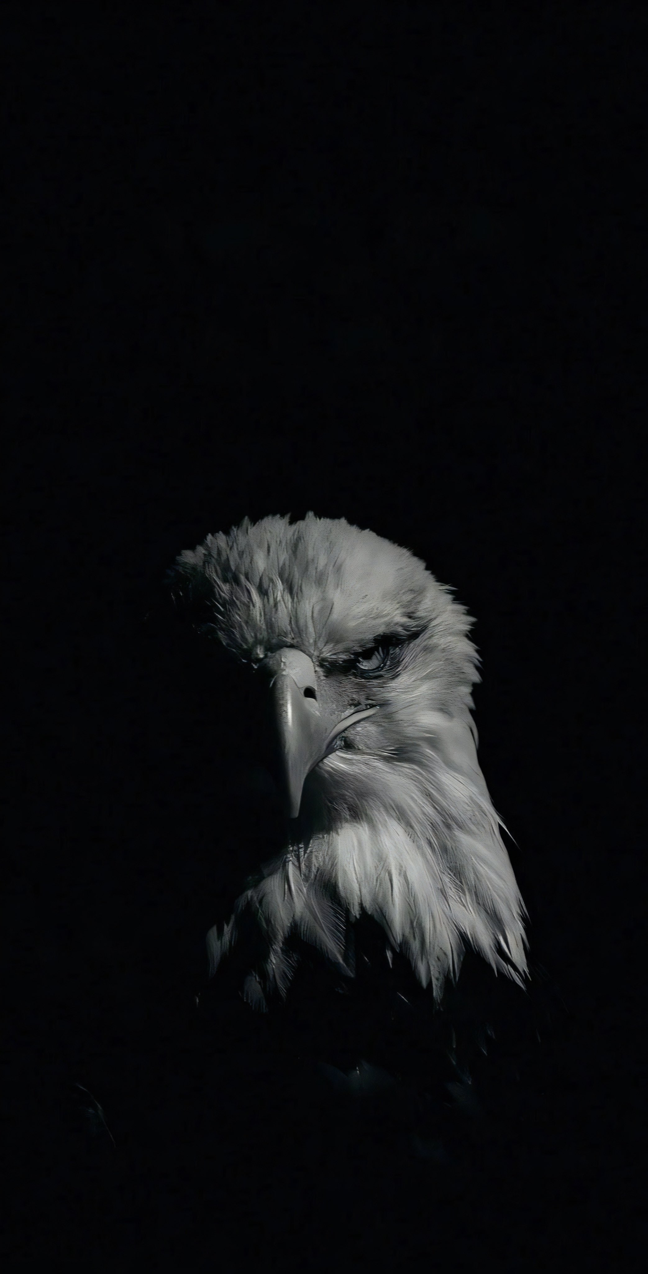 Eagle in the Shadows - eagle wallpaper for OpersCraft