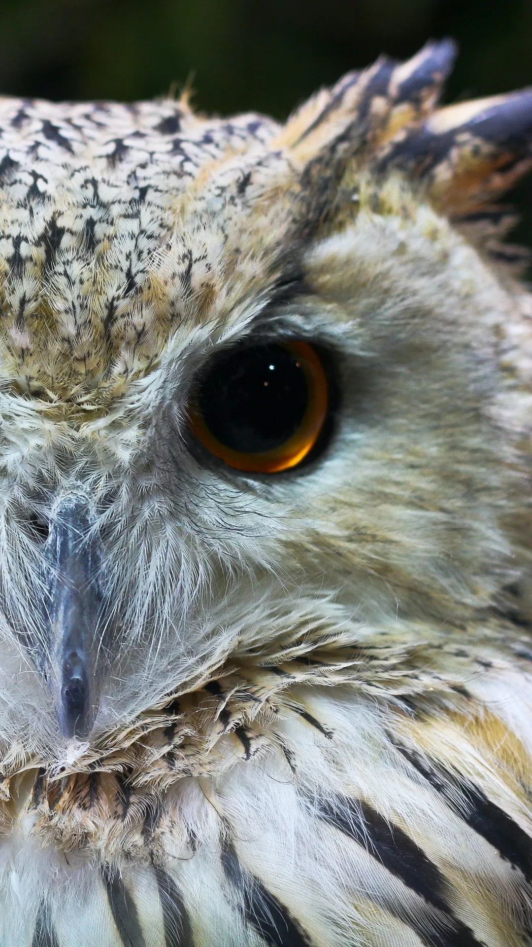 Eagle Owl Close-Up - owl wallpaper for OpersCraft