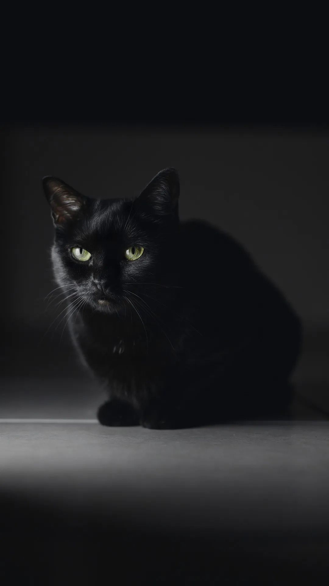 Elegant Black Cat Portrait - cat wallpaper for OpersCraft