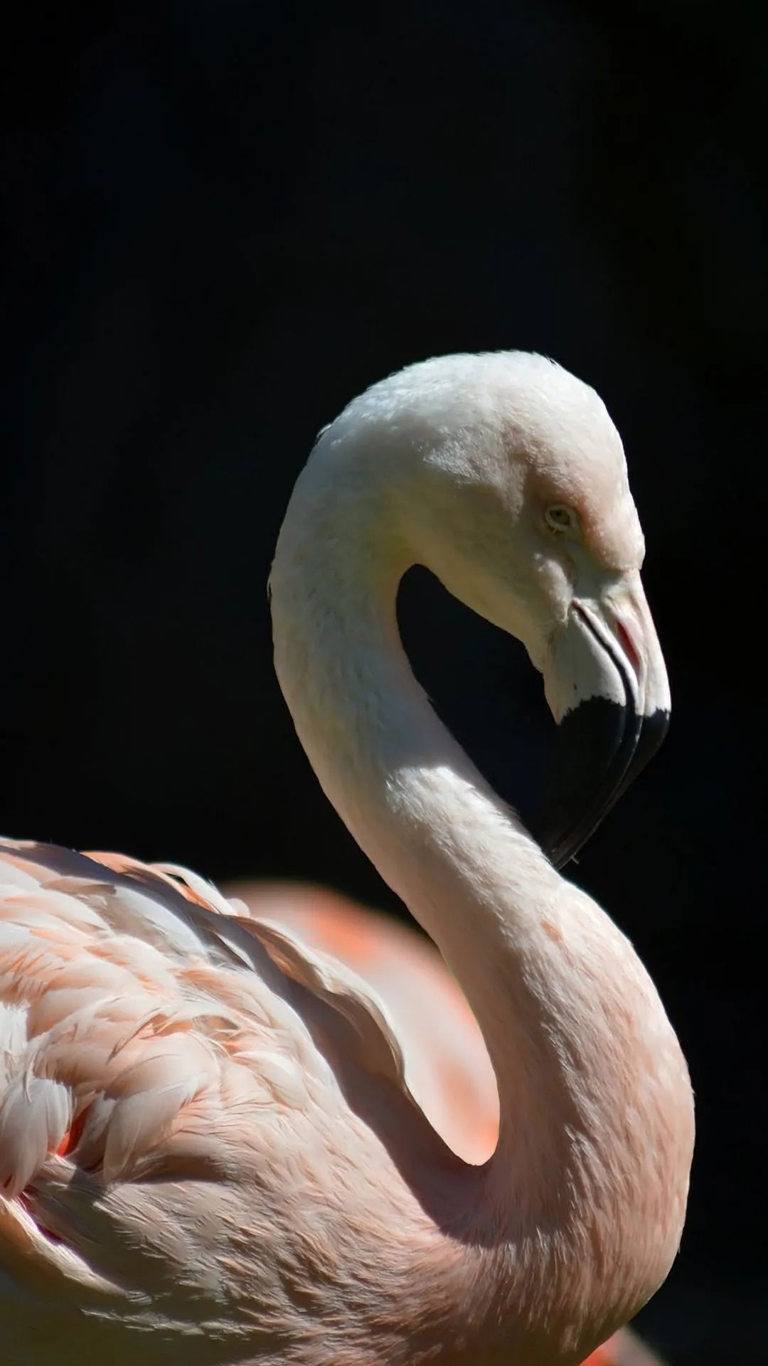 Elegant Flamingo Portrait - flamingo wallpaper for OpersCraft