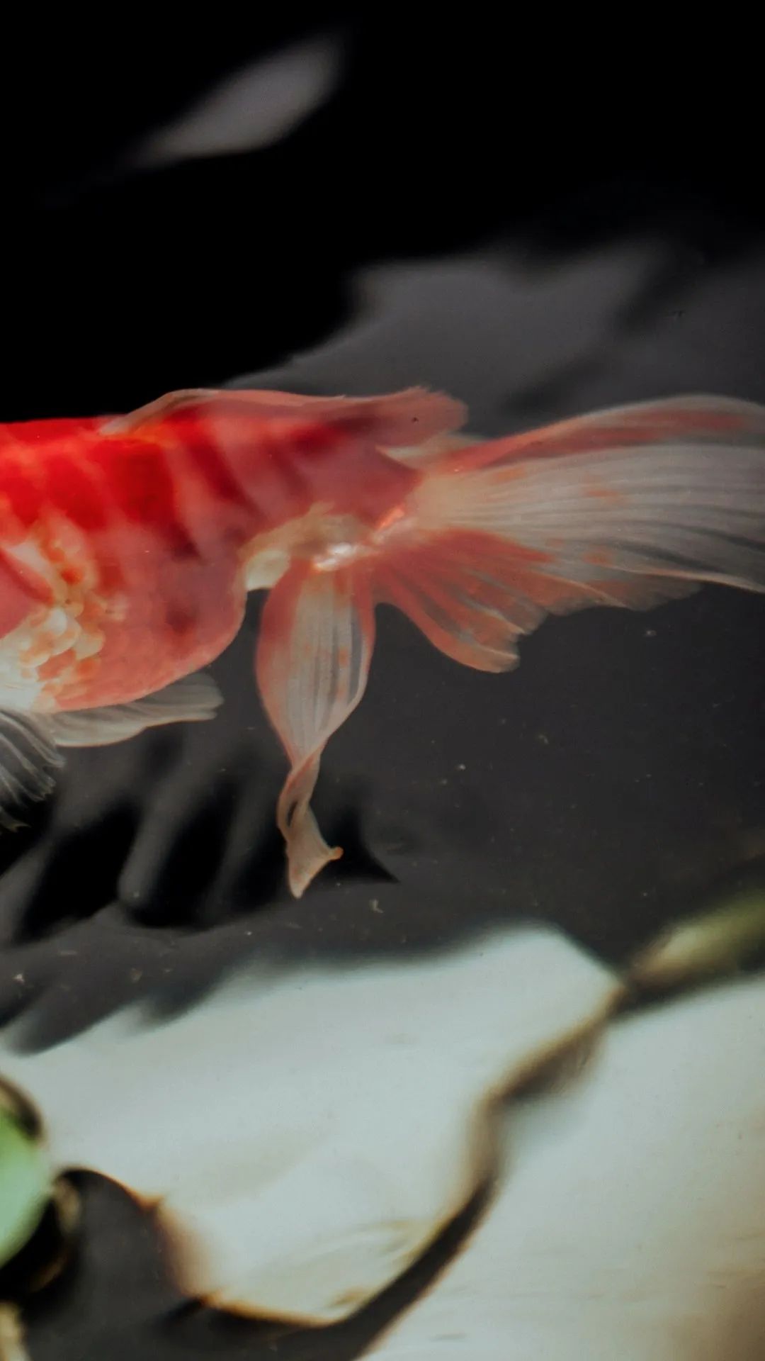 Elegant Goldfish Tail - fish wallpaper for OpersCraft