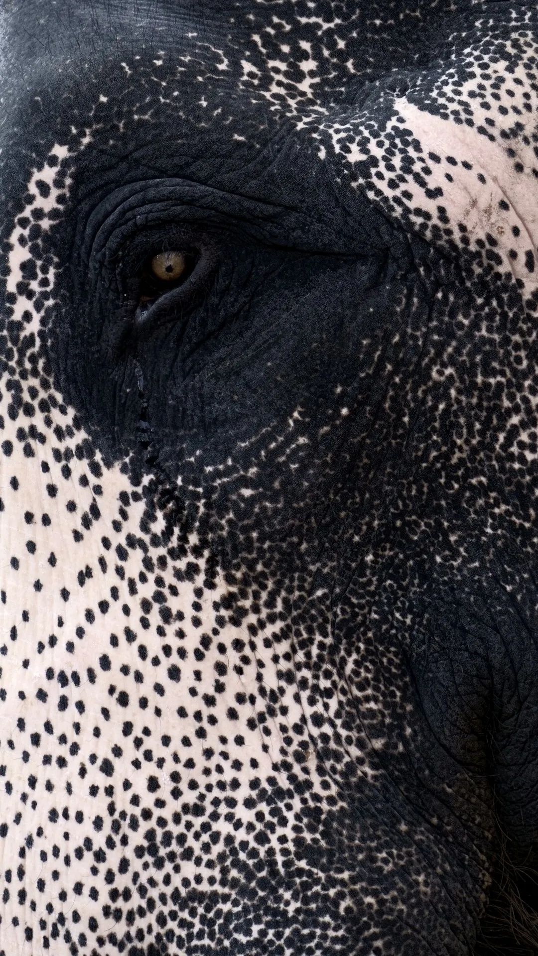Elephant Eye Close-Up - elephant wallpaper for OpersCraft