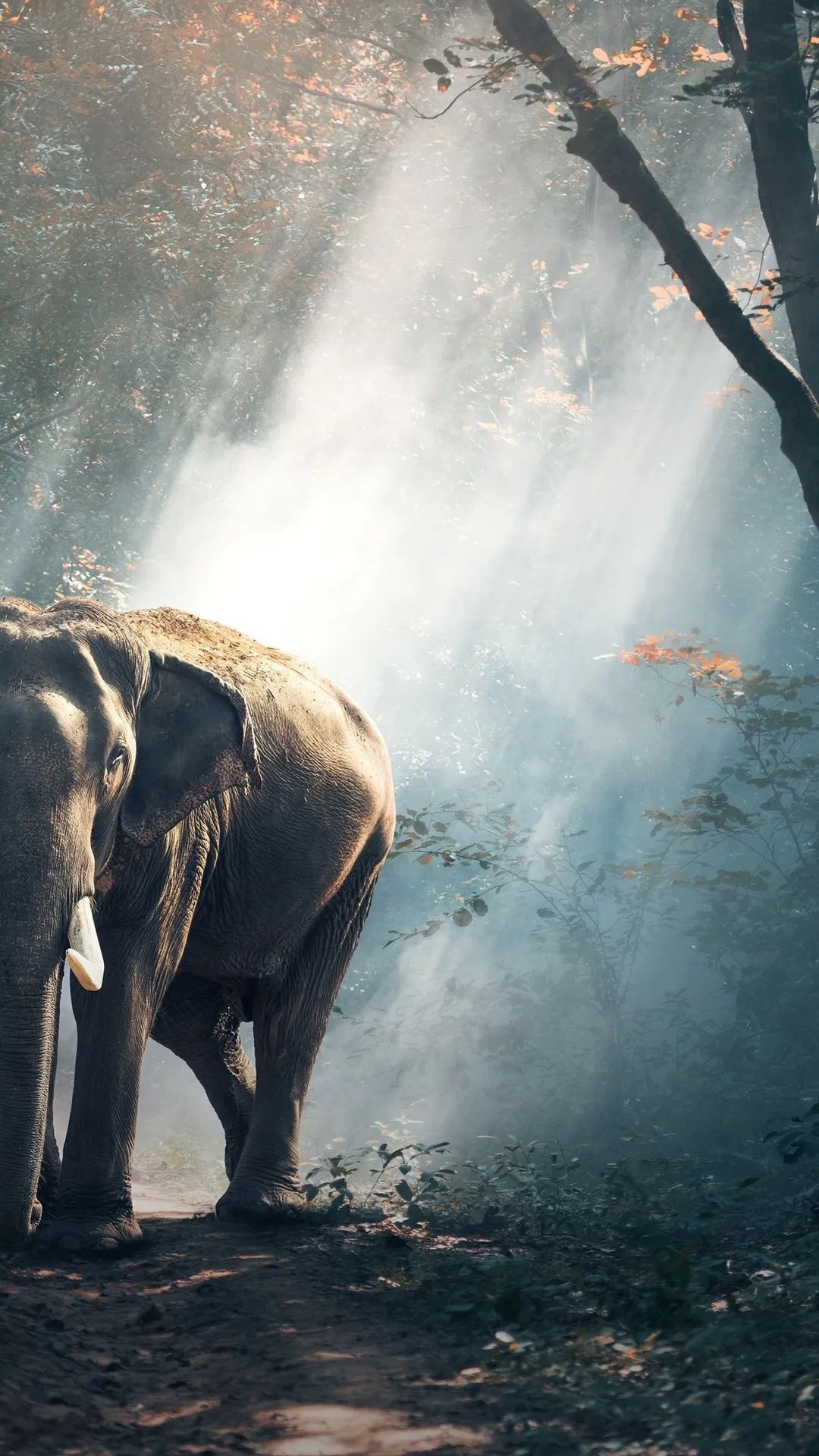 Elephant in Misty Forest - elephant wallpaper for OpersCraft