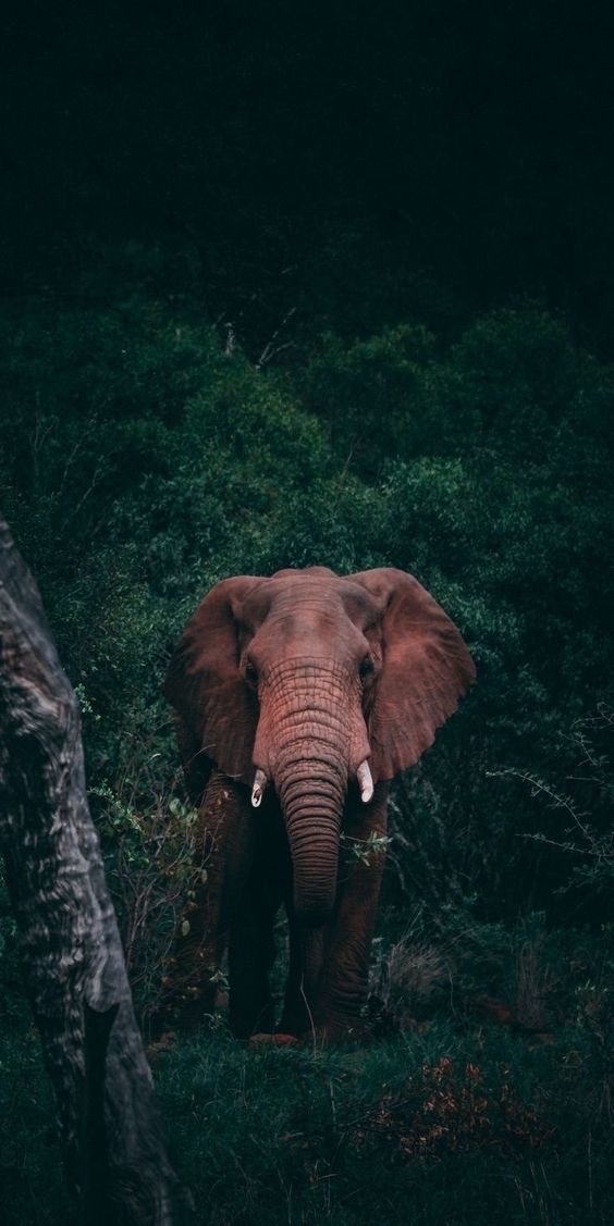 Elephant in the Jungle - random wallpaper for OpersCraft
