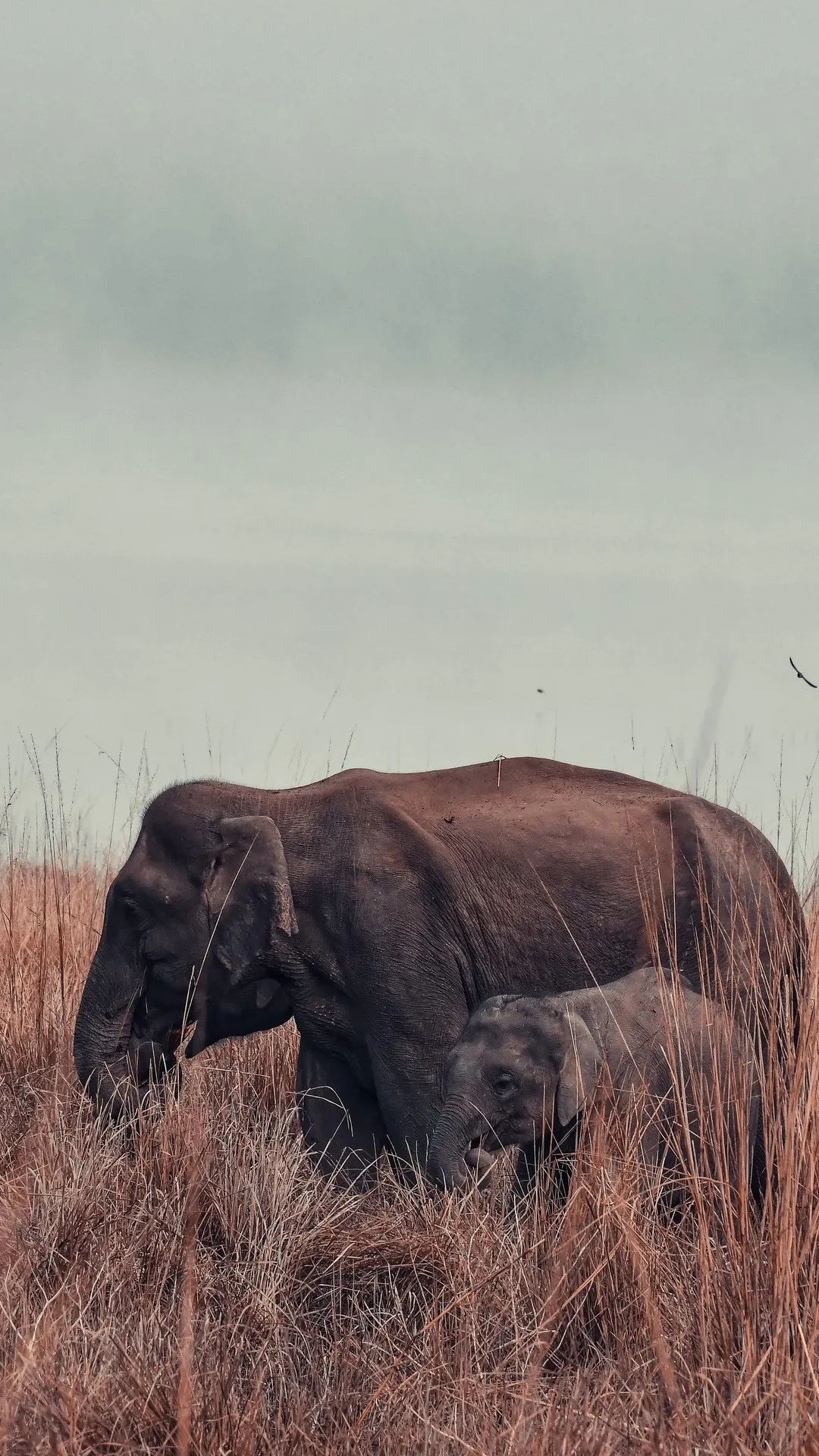 Elephant Mother and Calf - elephant wallpaper for OpersCraft