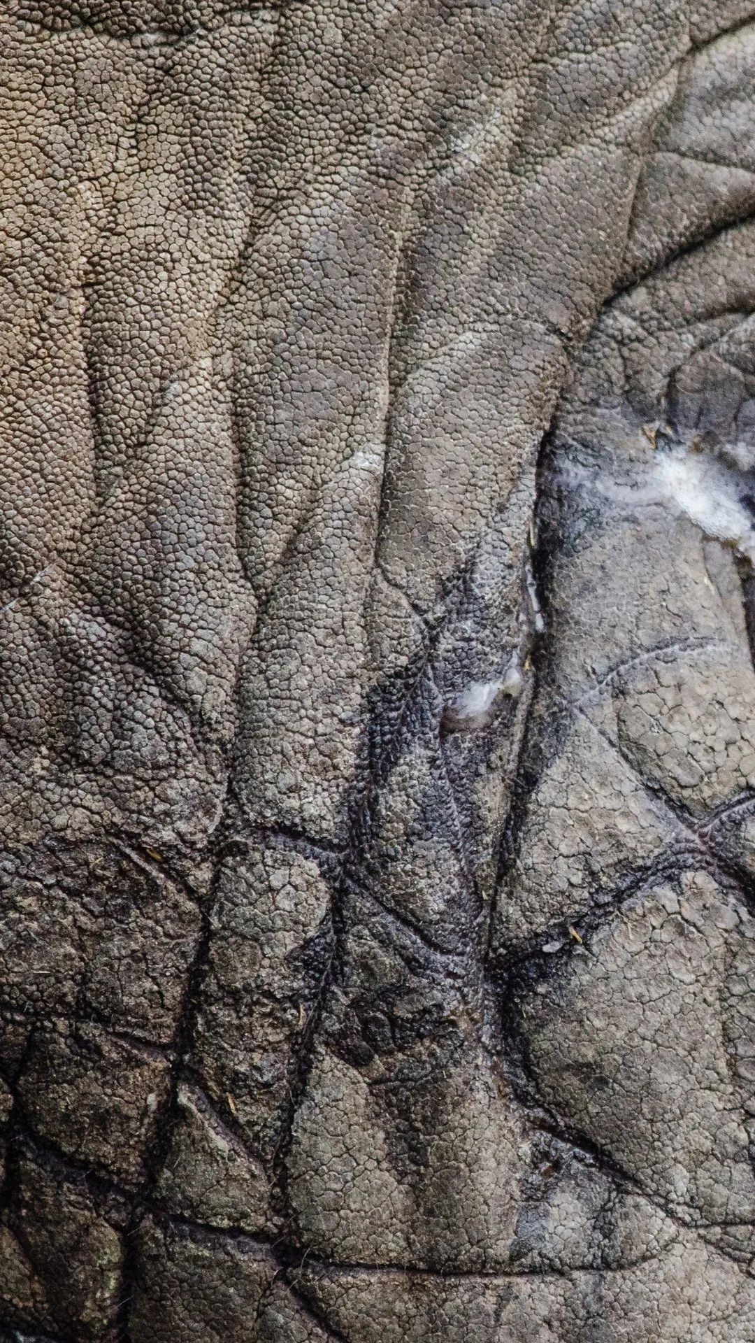 Elephant Skin Texture Detail - elephant wallpaper for OpersCraft