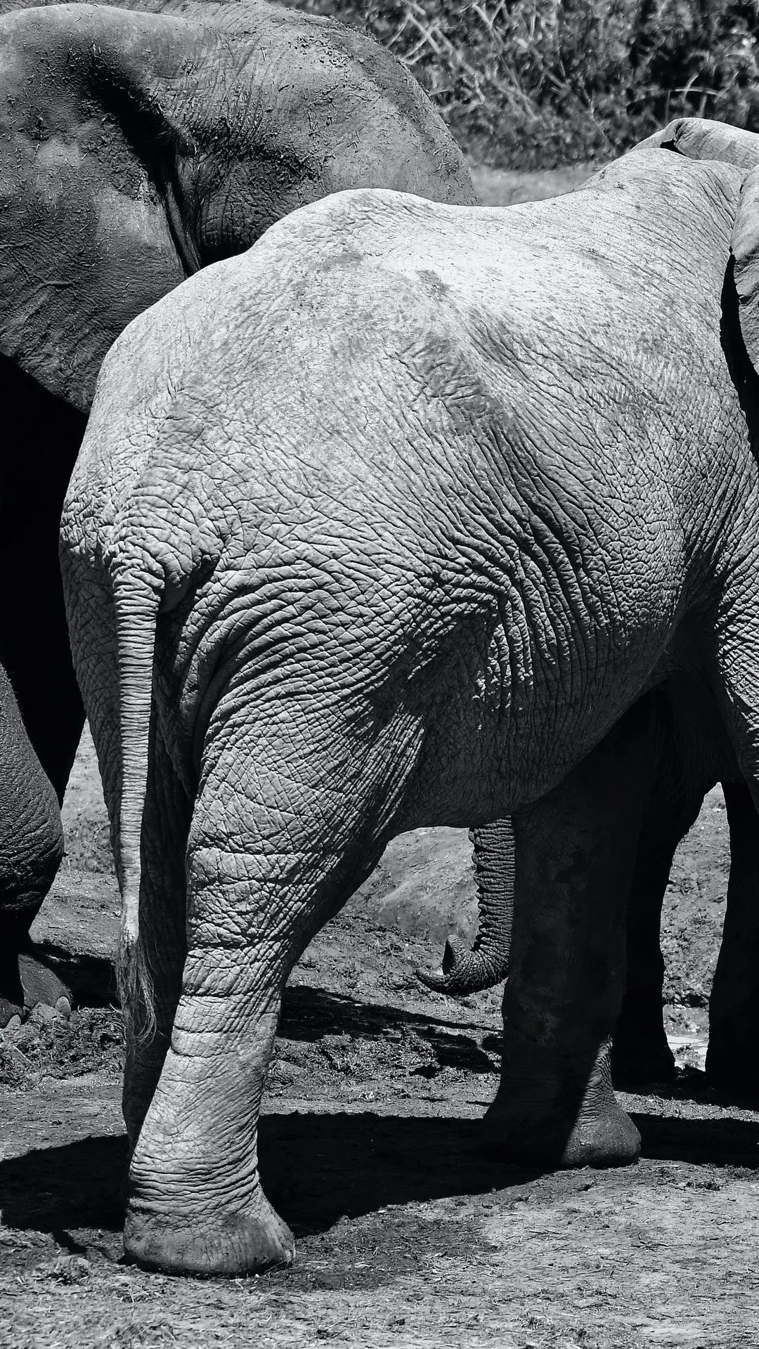 Elephant Skin Texture - elephant wallpaper for OpersCraft