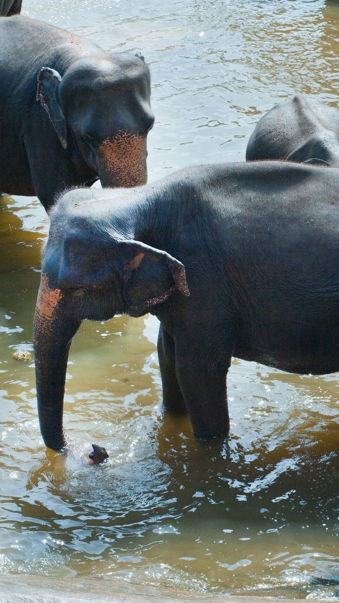 Elephants Bathing in Water - elephant wallpaper for OpersCraft