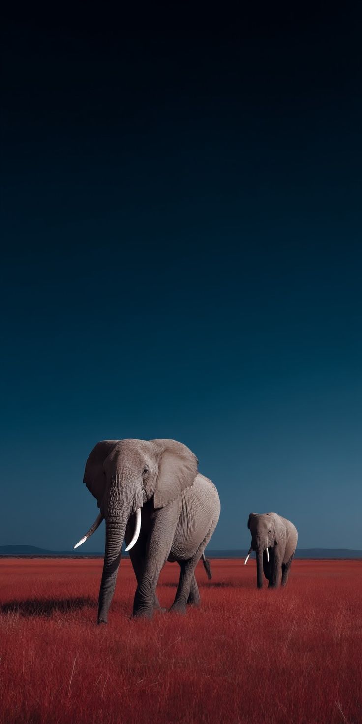 Elephants in Red Field - random wallpaper for OpersCraft