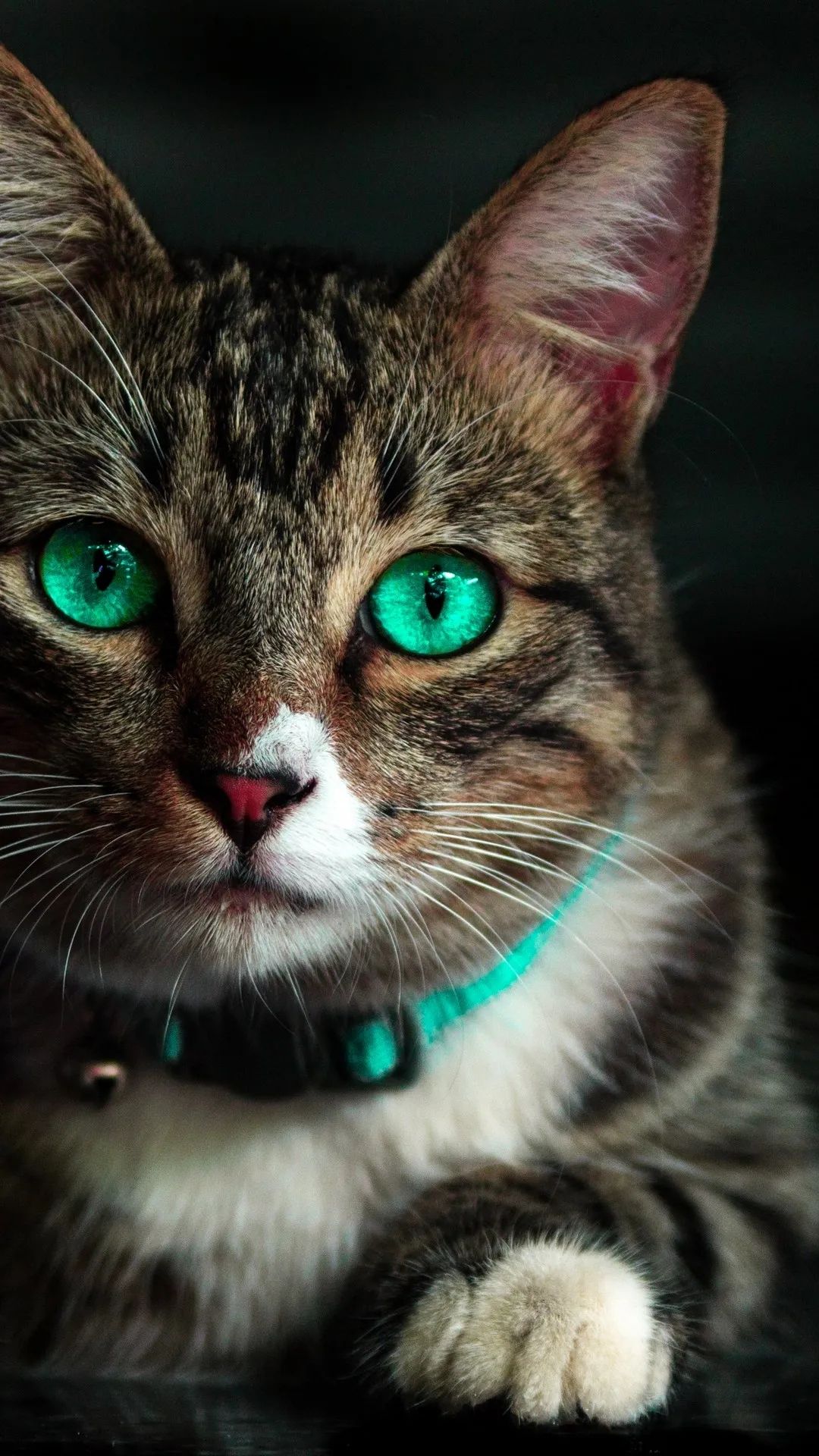 Emerald Eyed Tabby Cat - cat wallpaper for OpersCraft