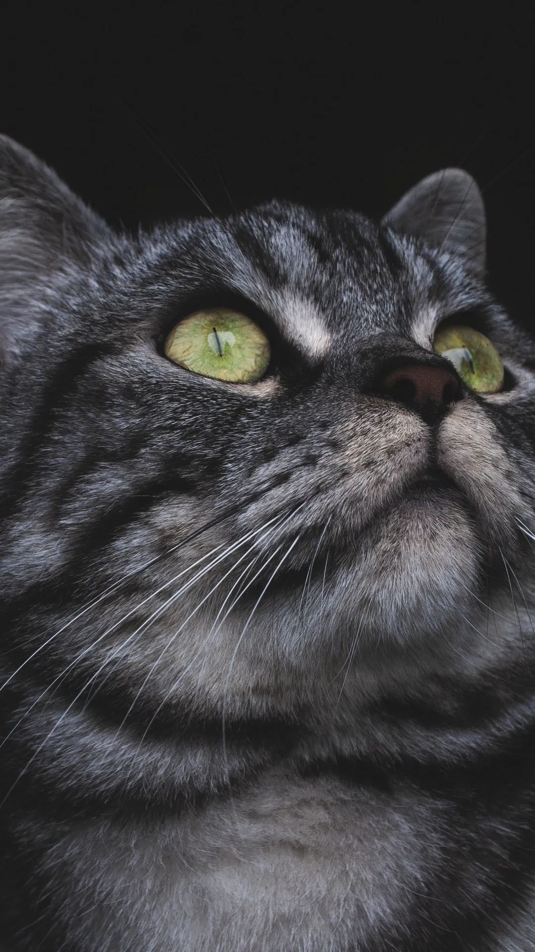 Emerald Eyes Cat Portrait - cat wallpaper for OpersCraft