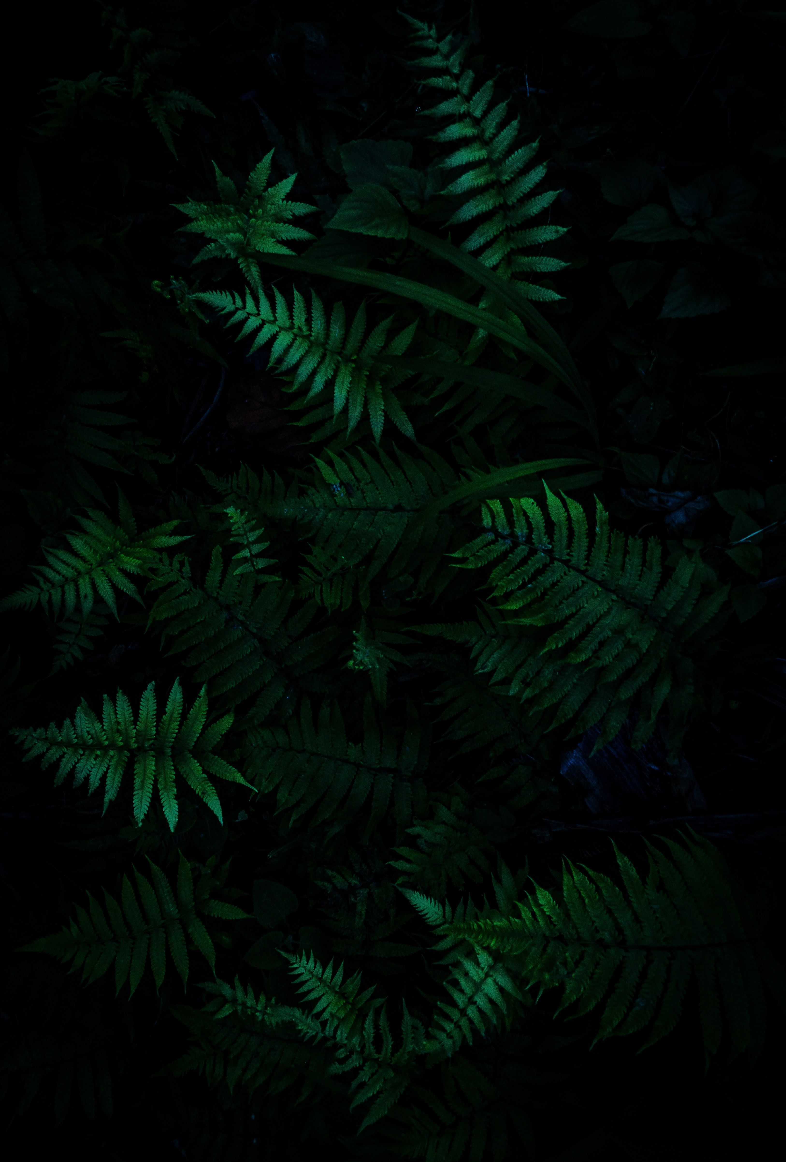 Emerald Fern Forest - forest wallpaper for OpersCraft