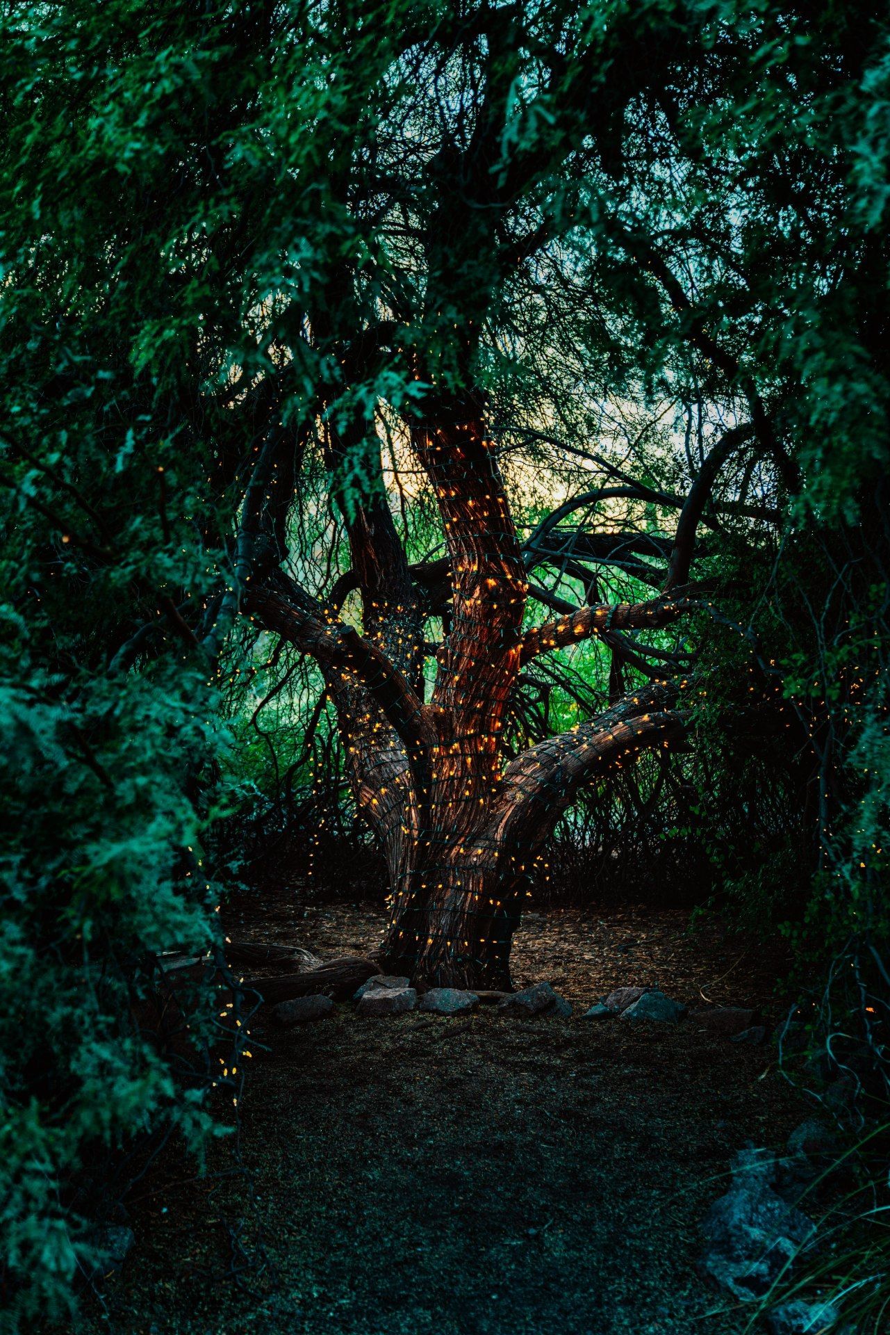 Enchanted Tree Lights - forest wallpaper for OpersCraft