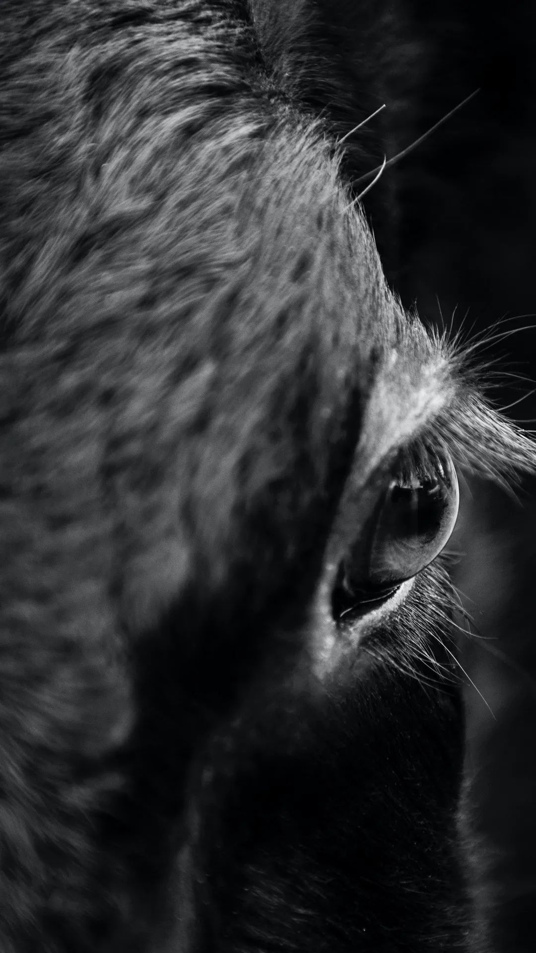 Equine Eye in Monochrome - horse wallpaper for OpersCraft