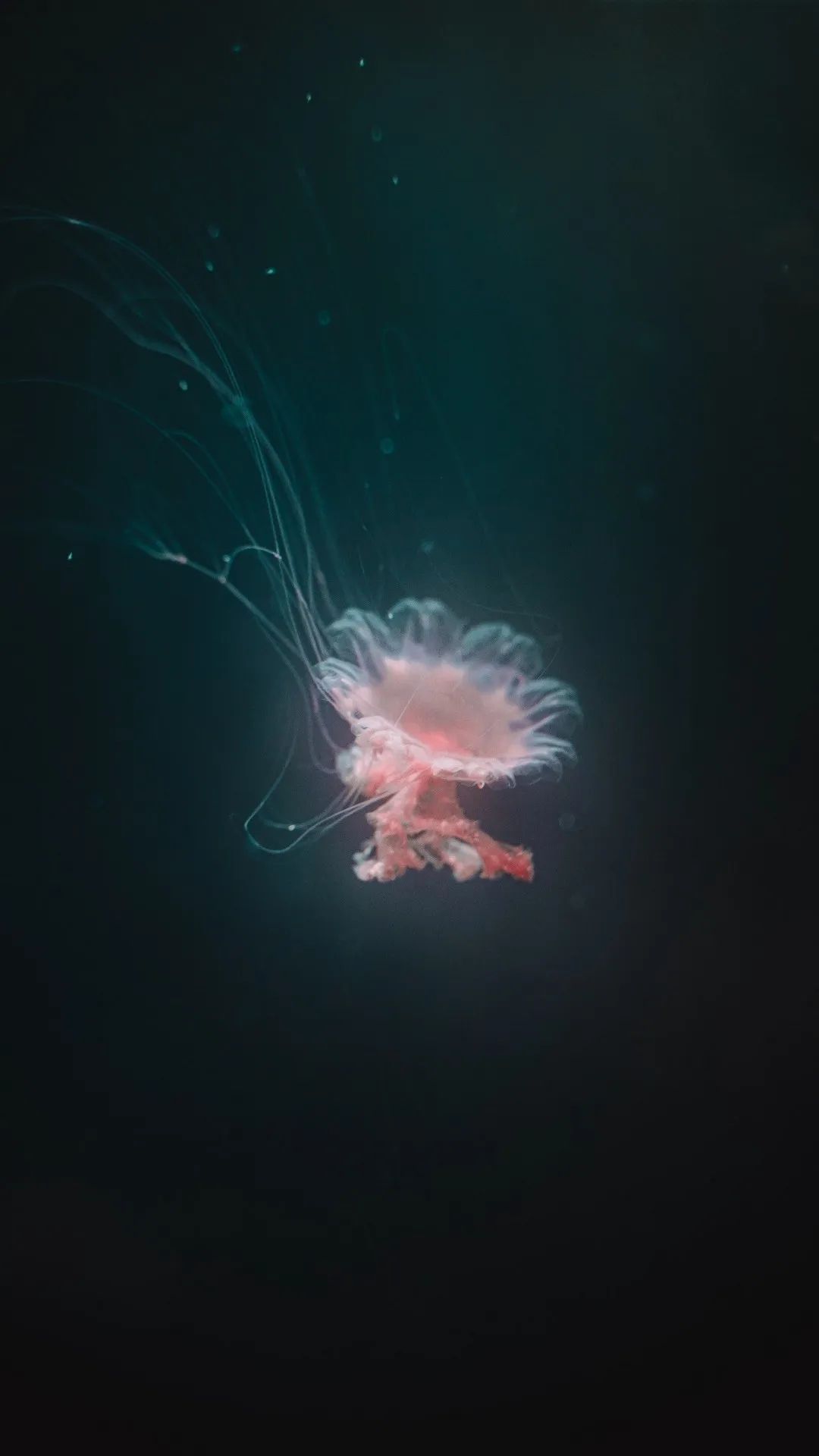 Ethereal Jellyfish in the Deep - ocean wallpaper for OpersCraft