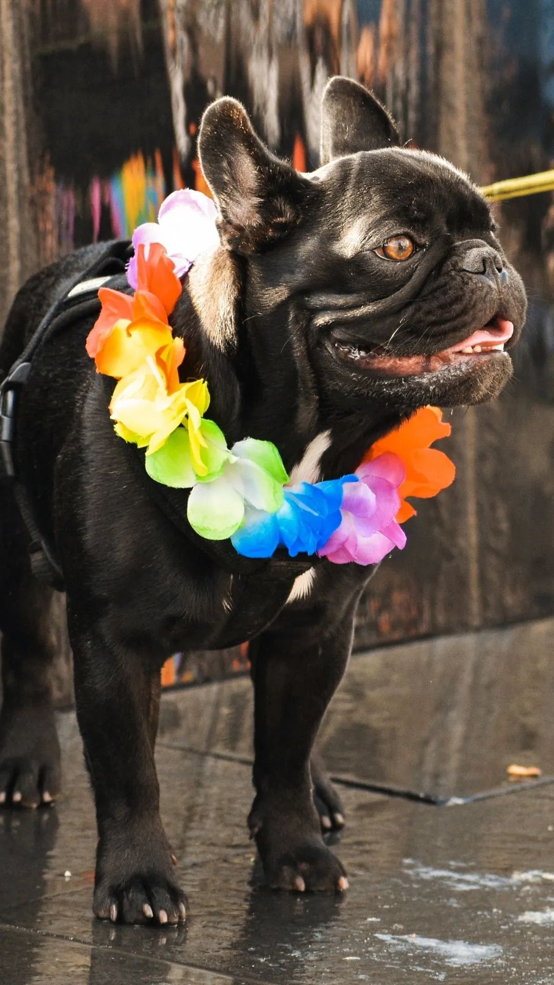 Festive French Bulldog - dog wallpaper for OpersCraft
