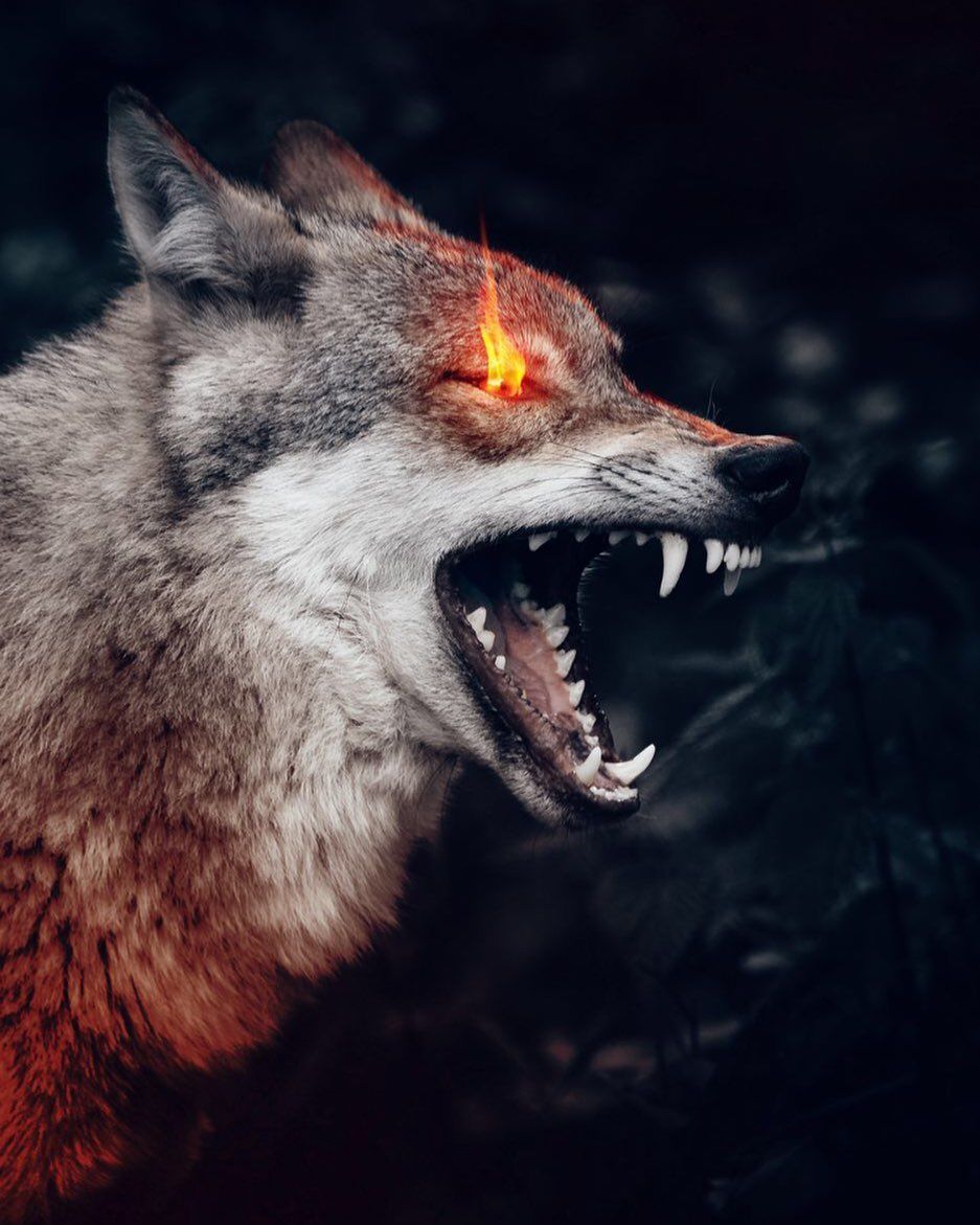 Fiery Eyed Angry Wolf - wolf wallpaper for OpersCraft