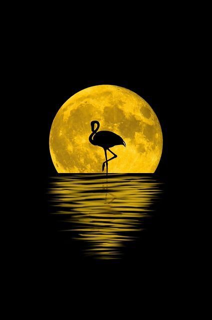 Flamingo Moon Silhouette - flamingo wallpaper for OpersCraft