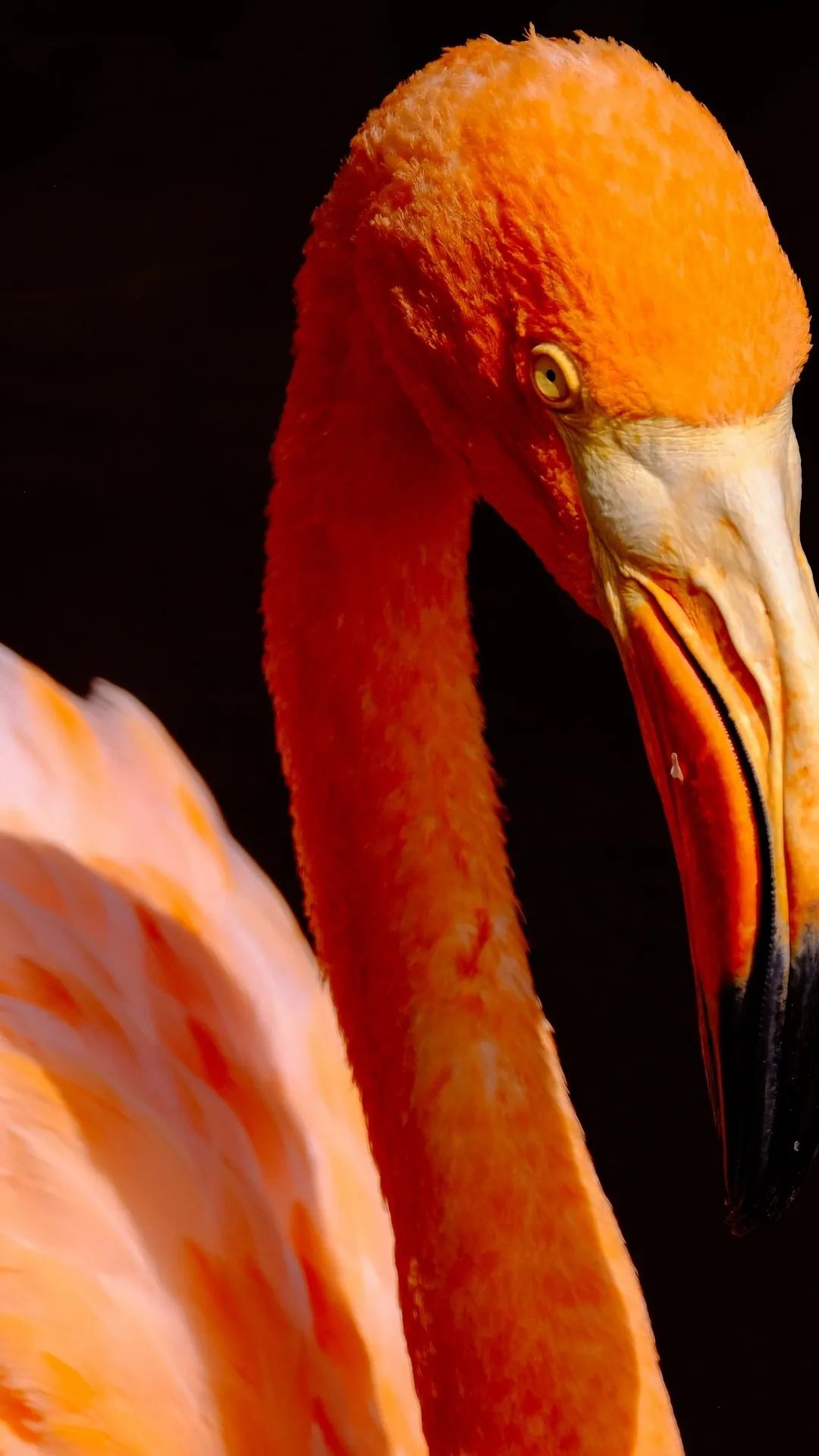 Flamingo Portrait Close-Up - birds wallpaper for OpersCraft