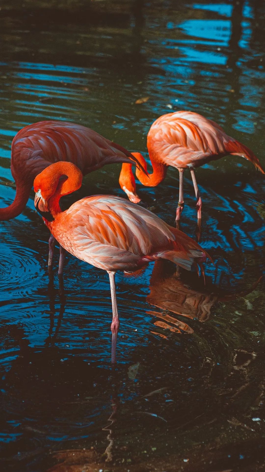 Flamingos in Blue Water - flamingo wallpaper for OpersCraft