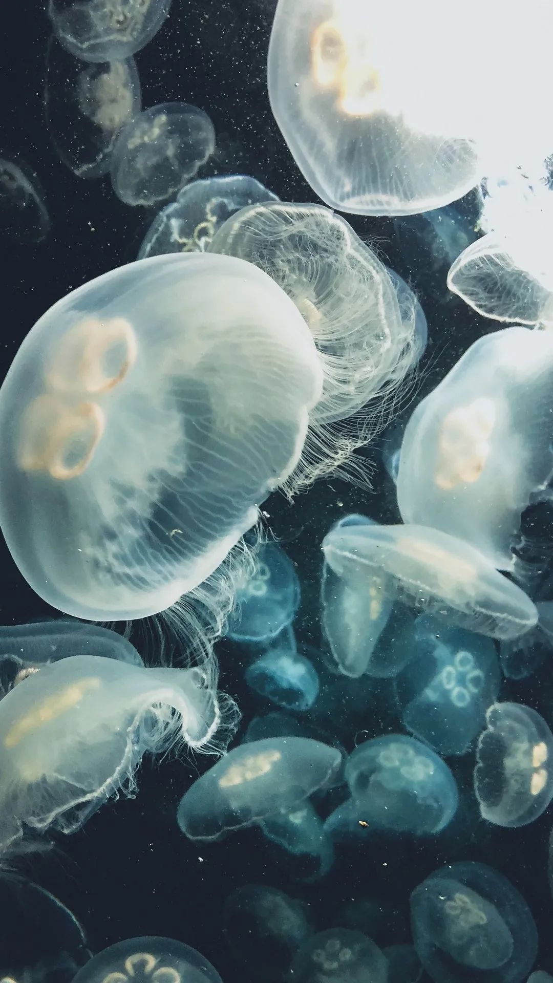 Floating Jellyfish Dreamscape - ocean wallpaper for OpersCraft