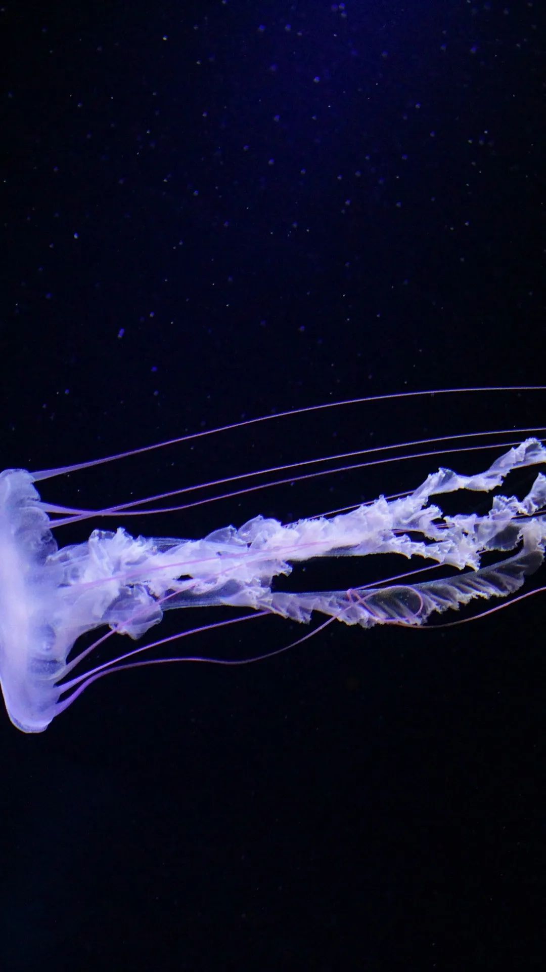 Floating Jellyfish in Darkness - ocean wallpaper for OpersCraft