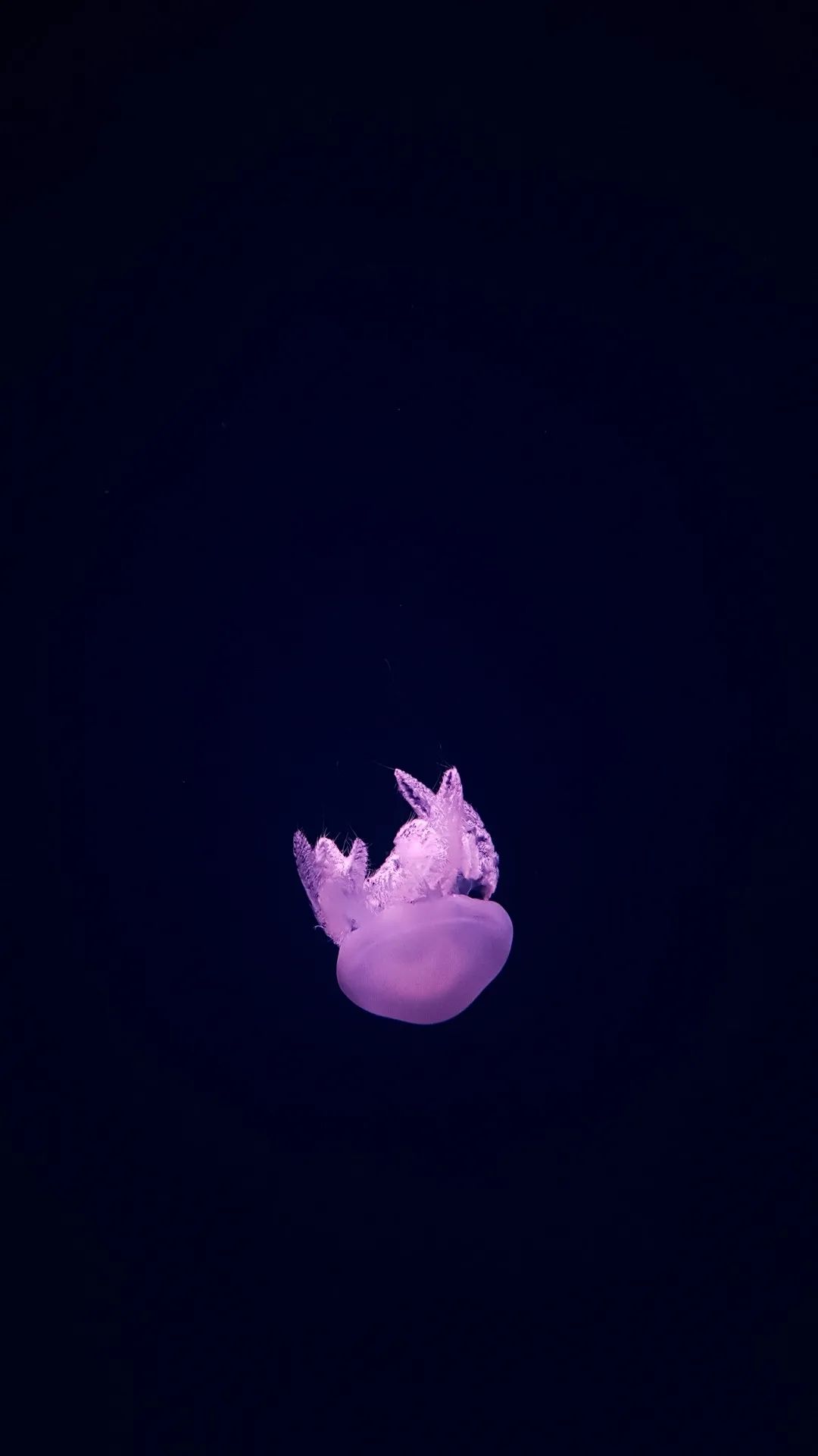 Floating Pink Jellyfish - ocean wallpaper for OpersCraft