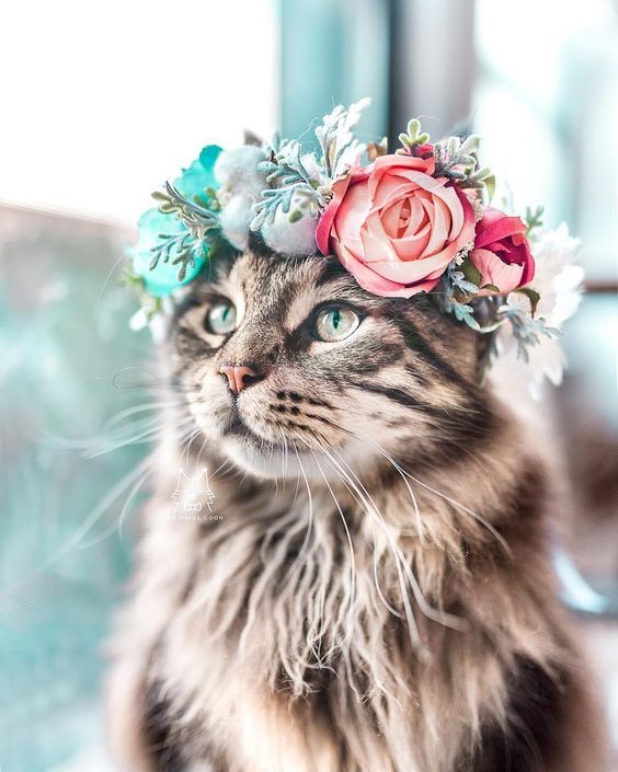 Floral Crown Cat - cat wallpaper for OpersCraft