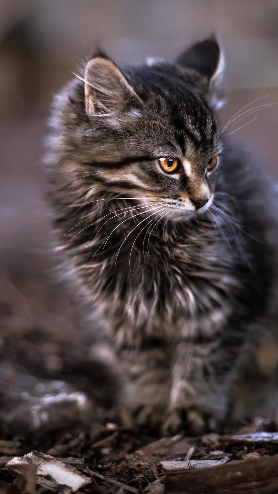 Fluffy Kitten Portrait - cat wallpaper for OpersCraft