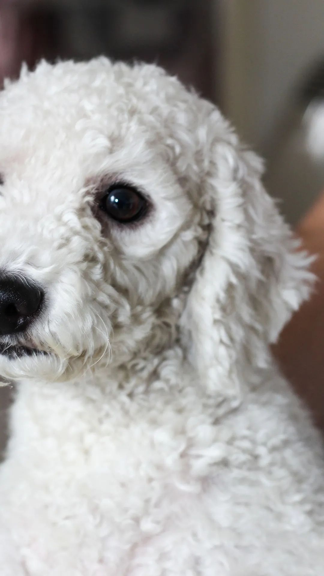 Fluffy White Poodle Portrait - dog wallpaper for OpersCraft