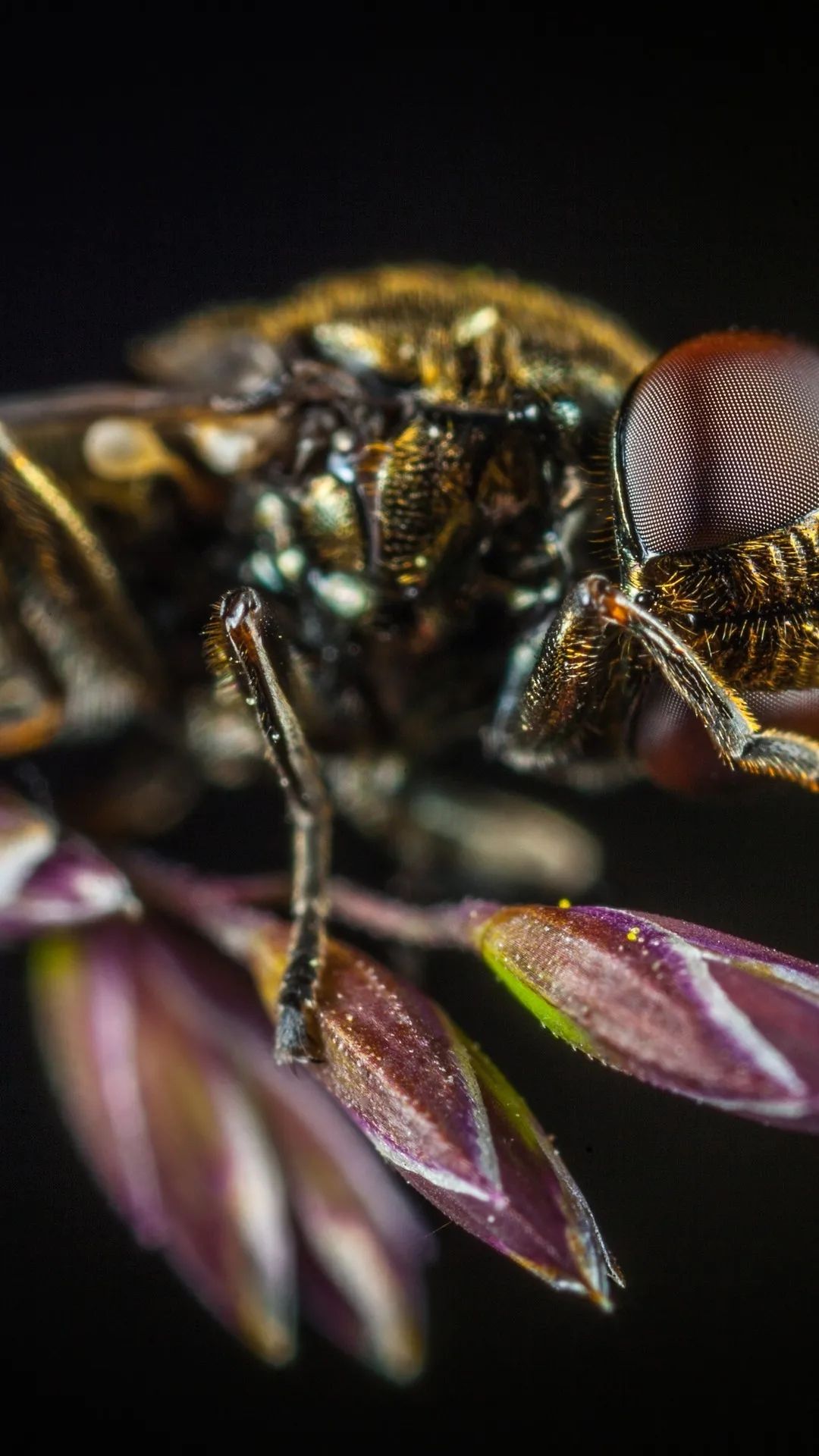 Fly on Purple Flower - insects wallpaper for OpersCraft