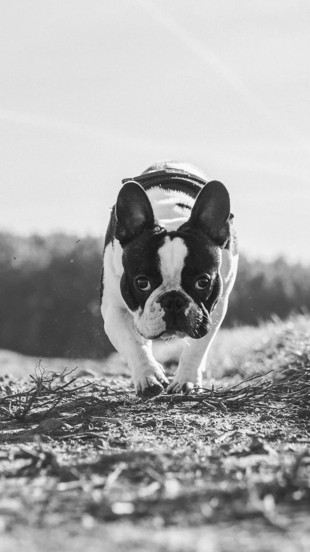 Focused French Bulldog - dog wallpaper for OpersCraft