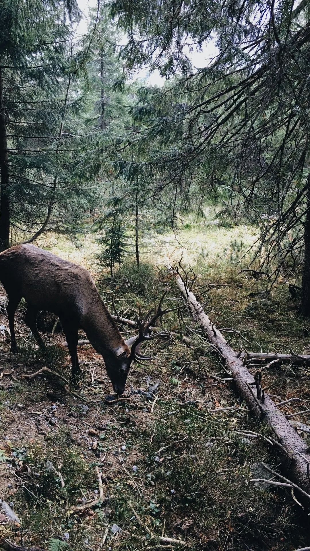 Forest Deer Grazing - deer wallpaper for OpersCraft