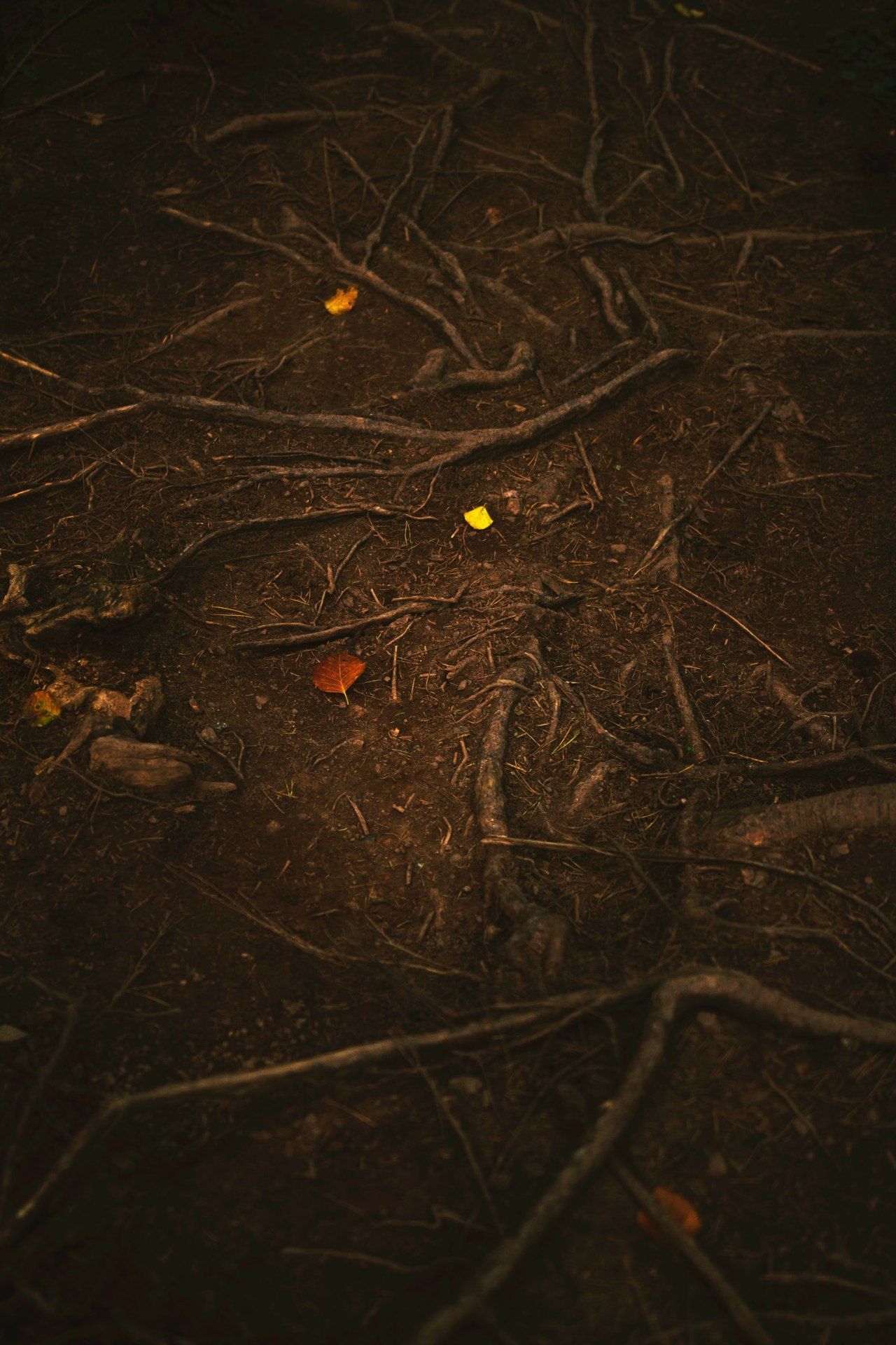 Forest Floor Autumn Leaves - forest wallpaper for OpersCraft
