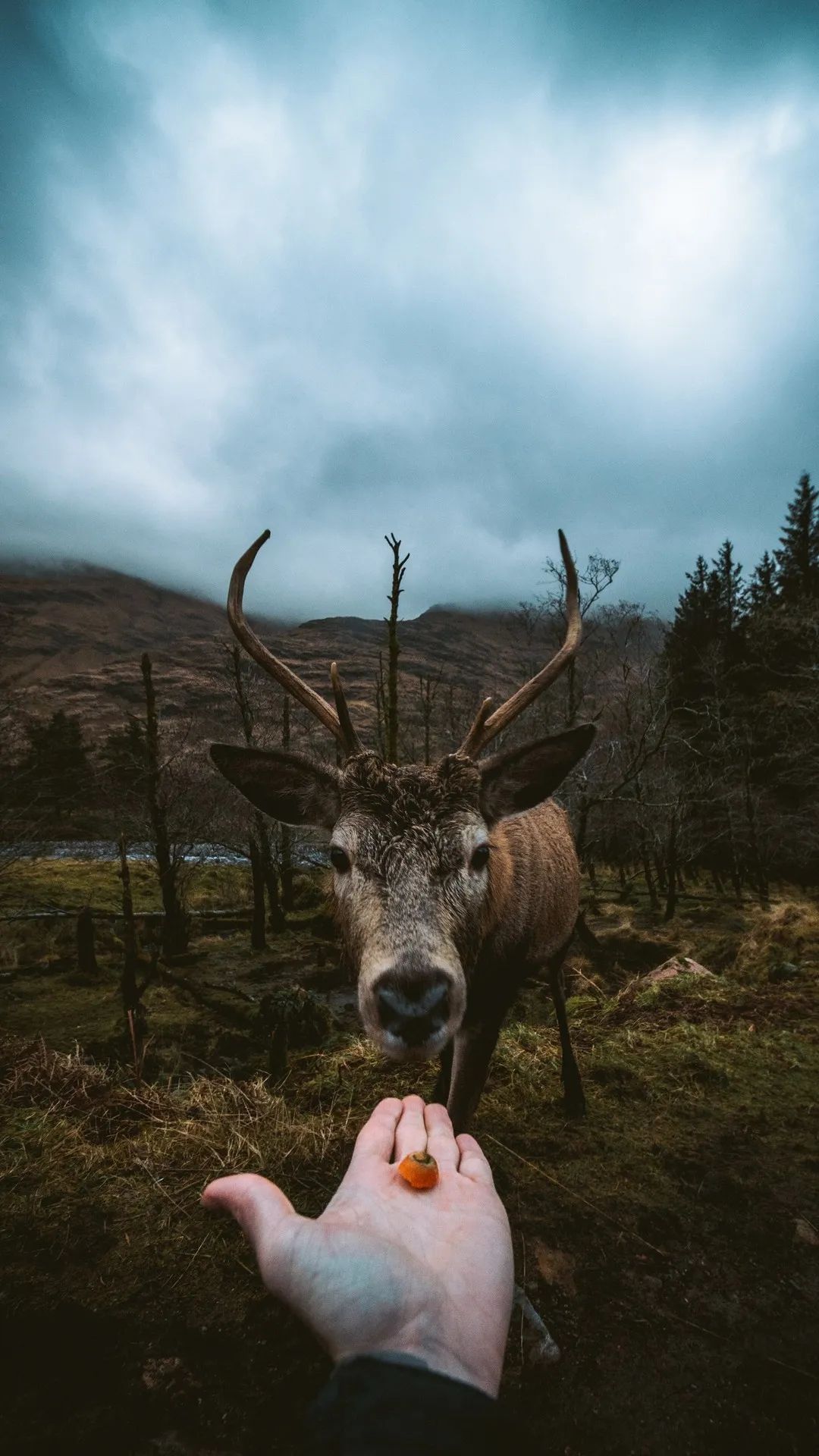 Friendly Deer Encounter - deer wallpaper for OpersCraft
