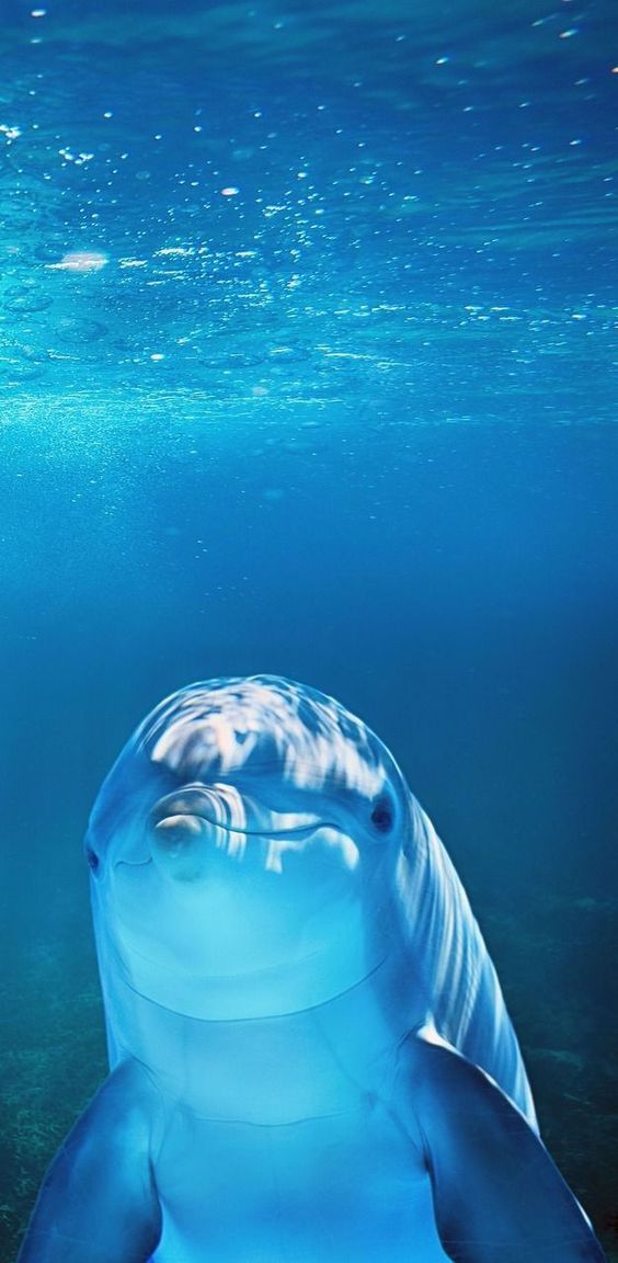 Friendly Underwater Dolphin - random wallpaper for OpersCraft