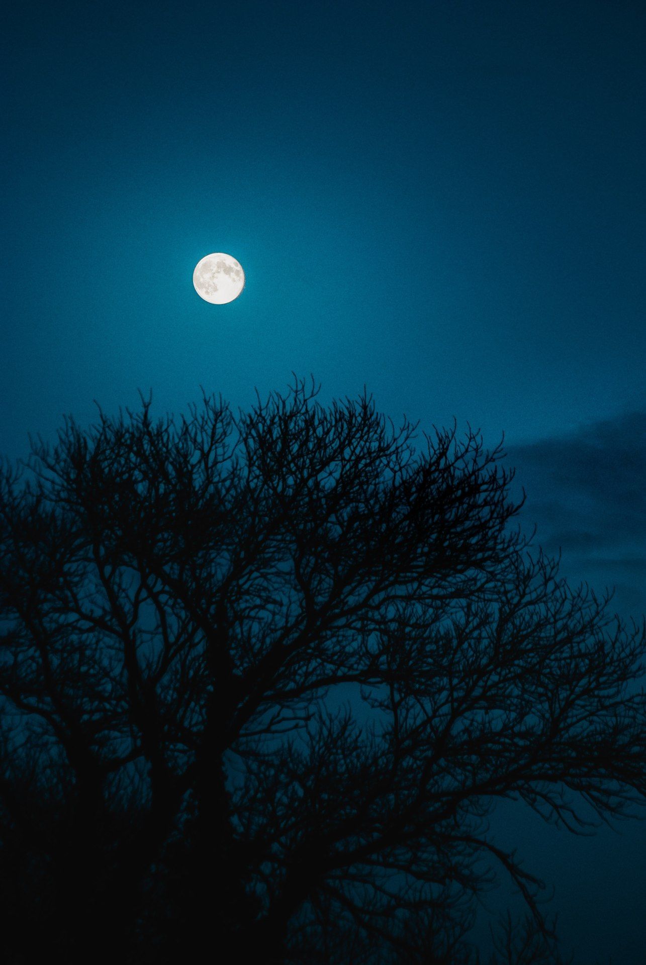 Full Moon Silhouette Tree - night wallpaper for OpersCraft