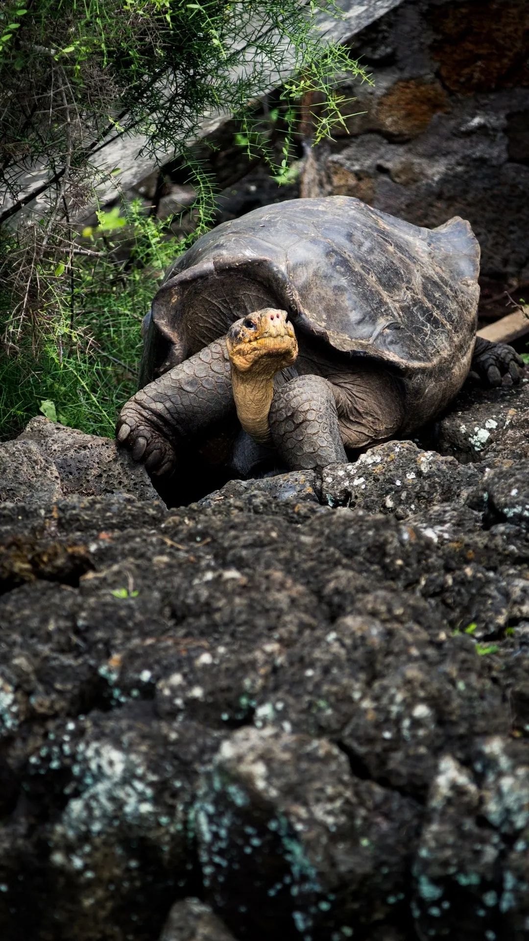 Galapagos Tortoise Portrait - turtle wallpaper for OpersCraft